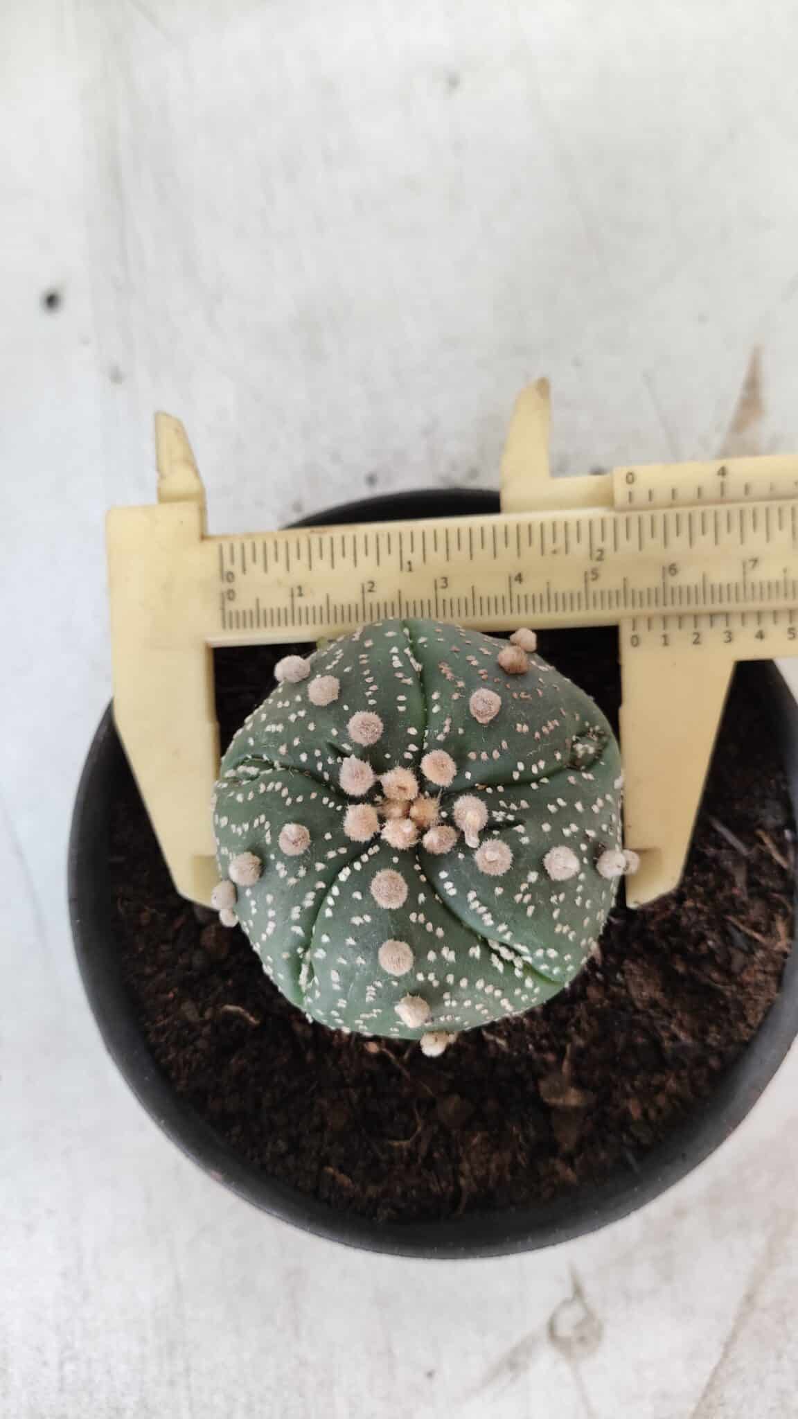 ASTROPHYTUM ASTERIAS  Nº 711 – vaso 11