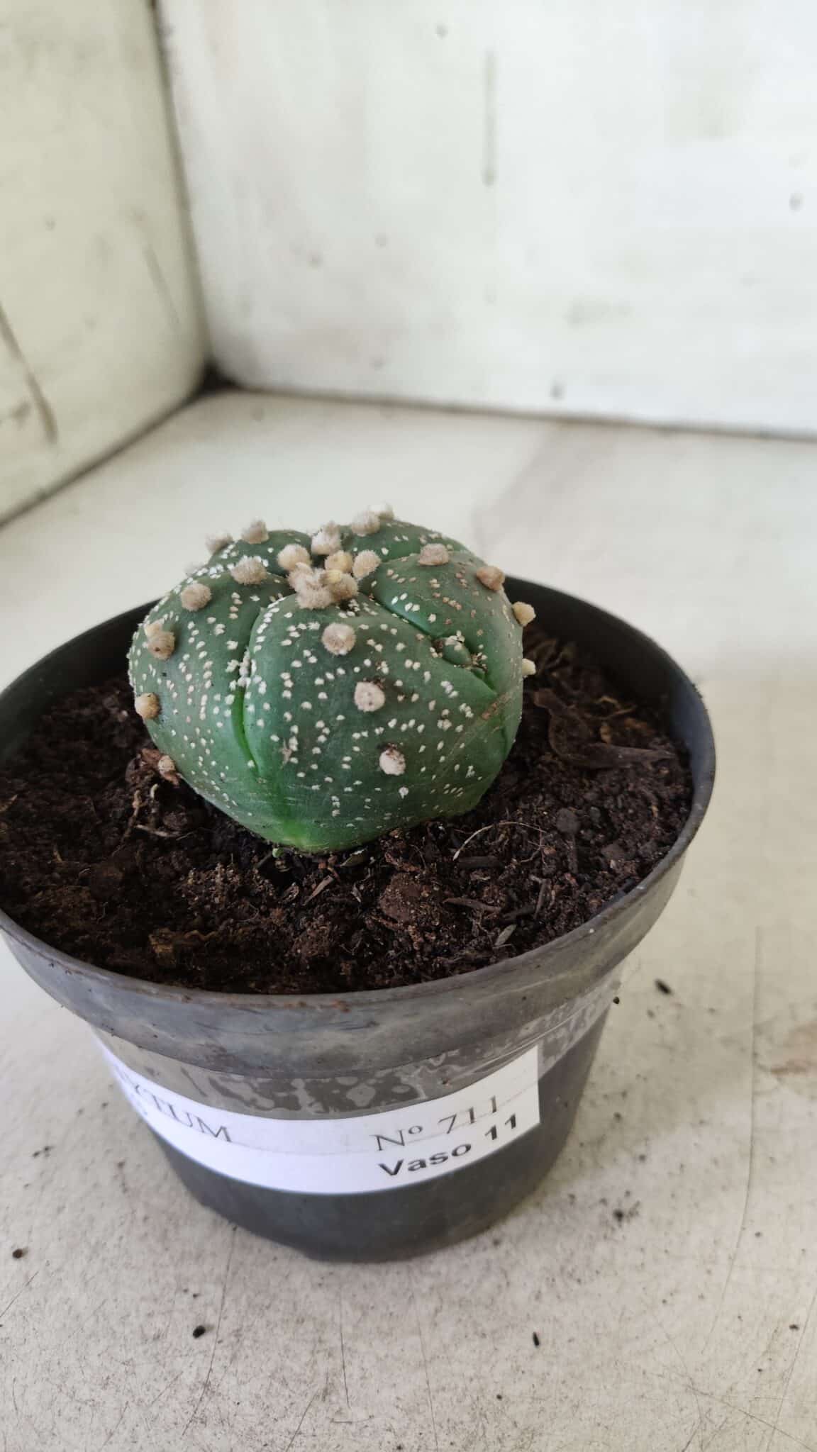 ASTROPHYTUM ASTERIAS  Nº 711 – vaso 11