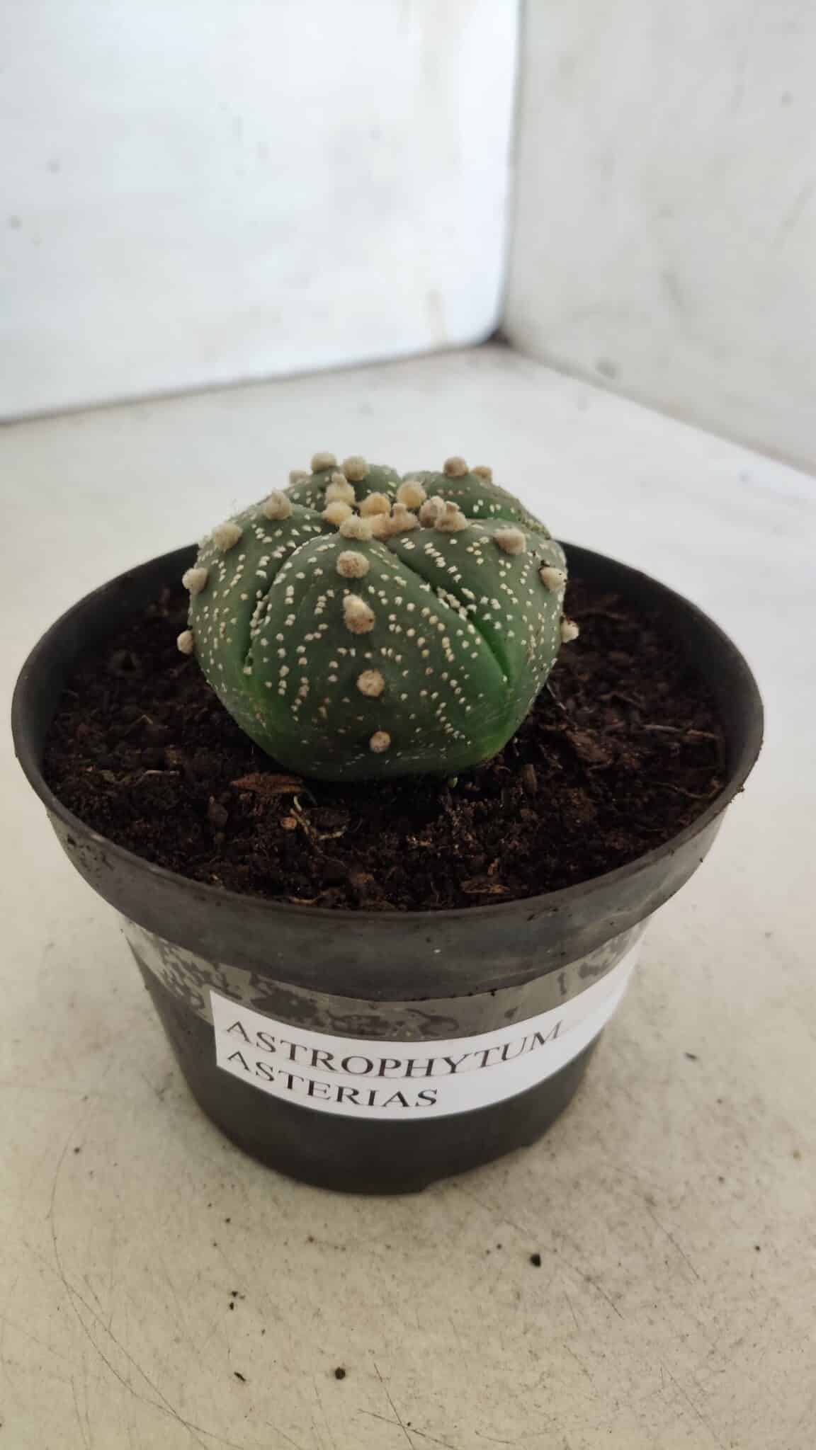 ASTROPHYTUM ASTERIAS  Nº 711 – vaso 11