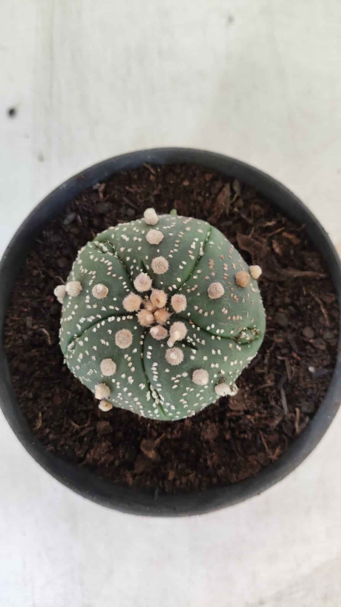 ASTROPHYTUM ASTERIAS  Nº 711 – vaso 11