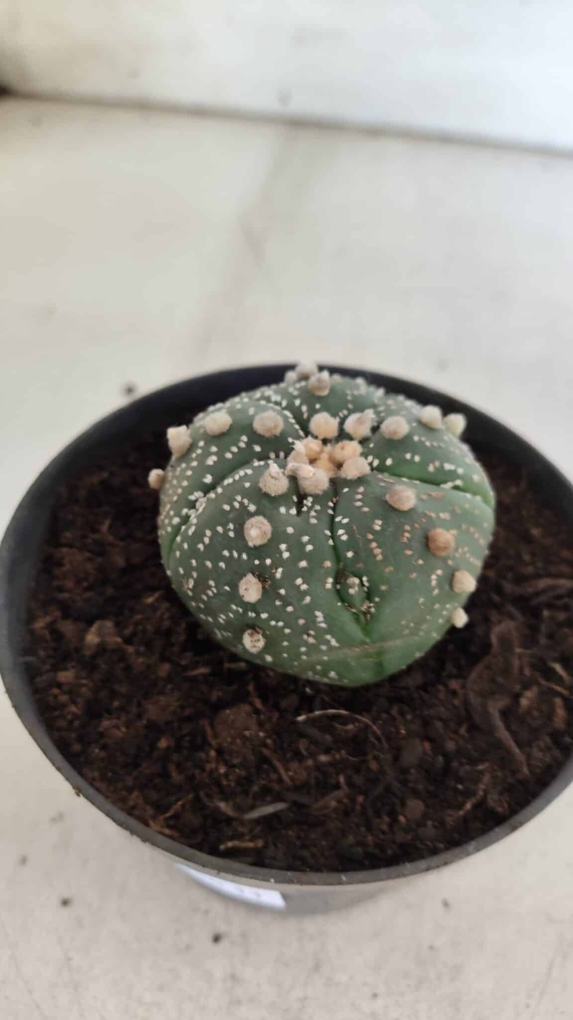 ASTROPHYTUM ASTERIAS  Nº 711 – vaso 11