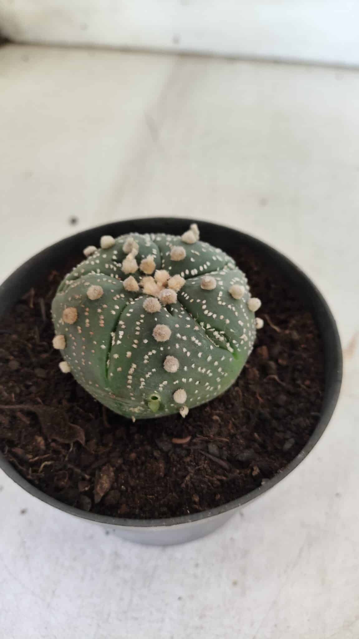 ASTROPHYTUM ASTERIAS  Nº 711 – vaso 11