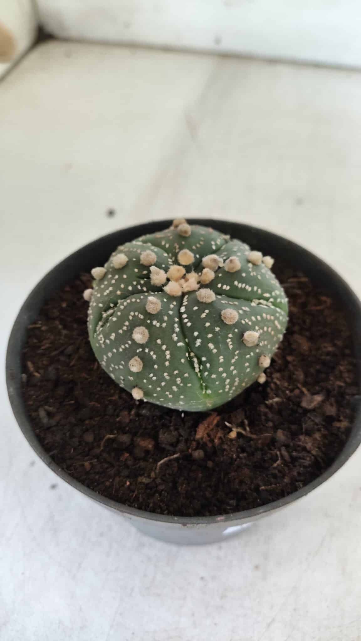 ASTROPHYTUM ASTERIAS  Nº 711 – vaso 11