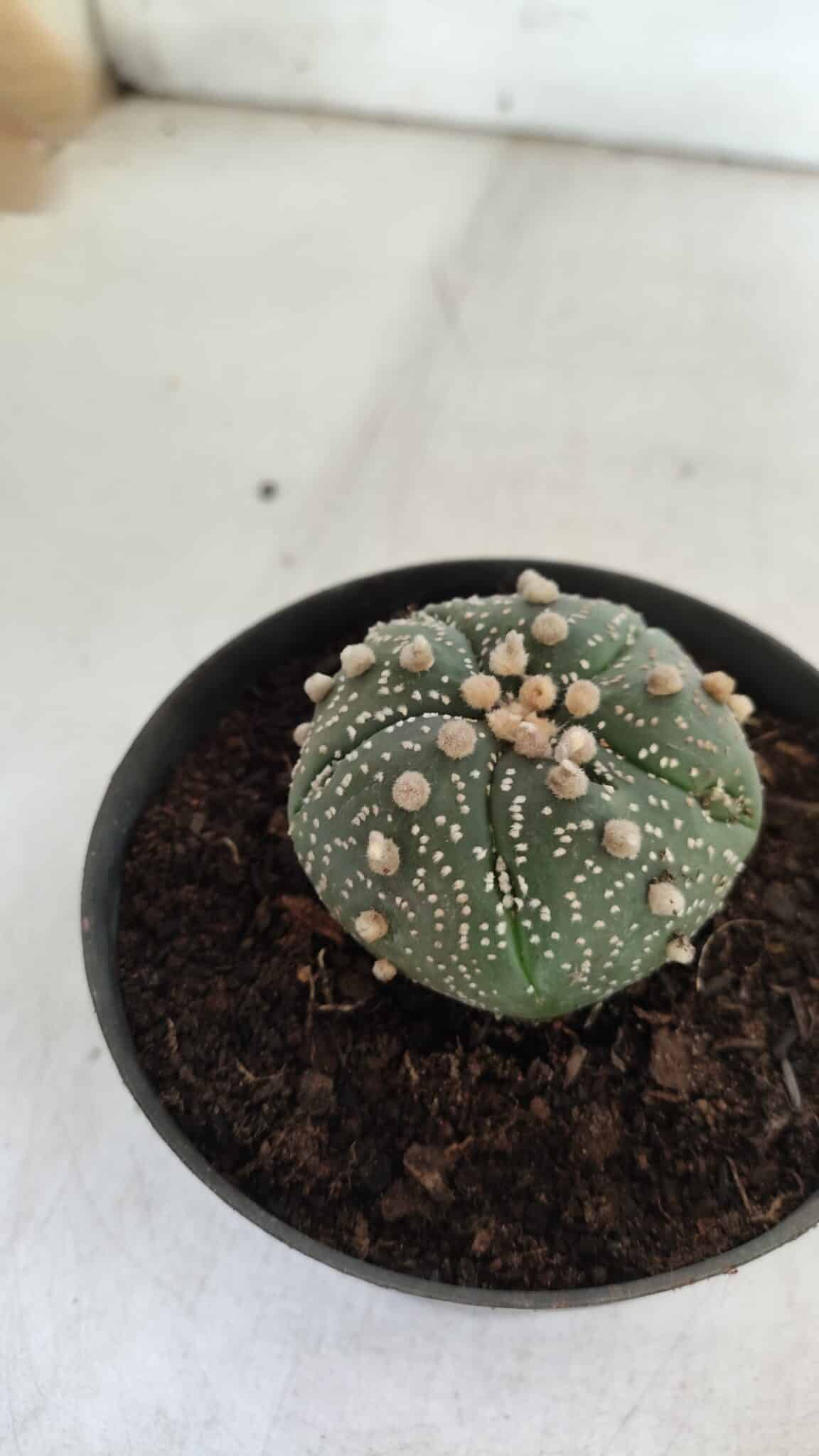 ASTROPHYTUM ASTERIAS  Nº 711 – vaso 11