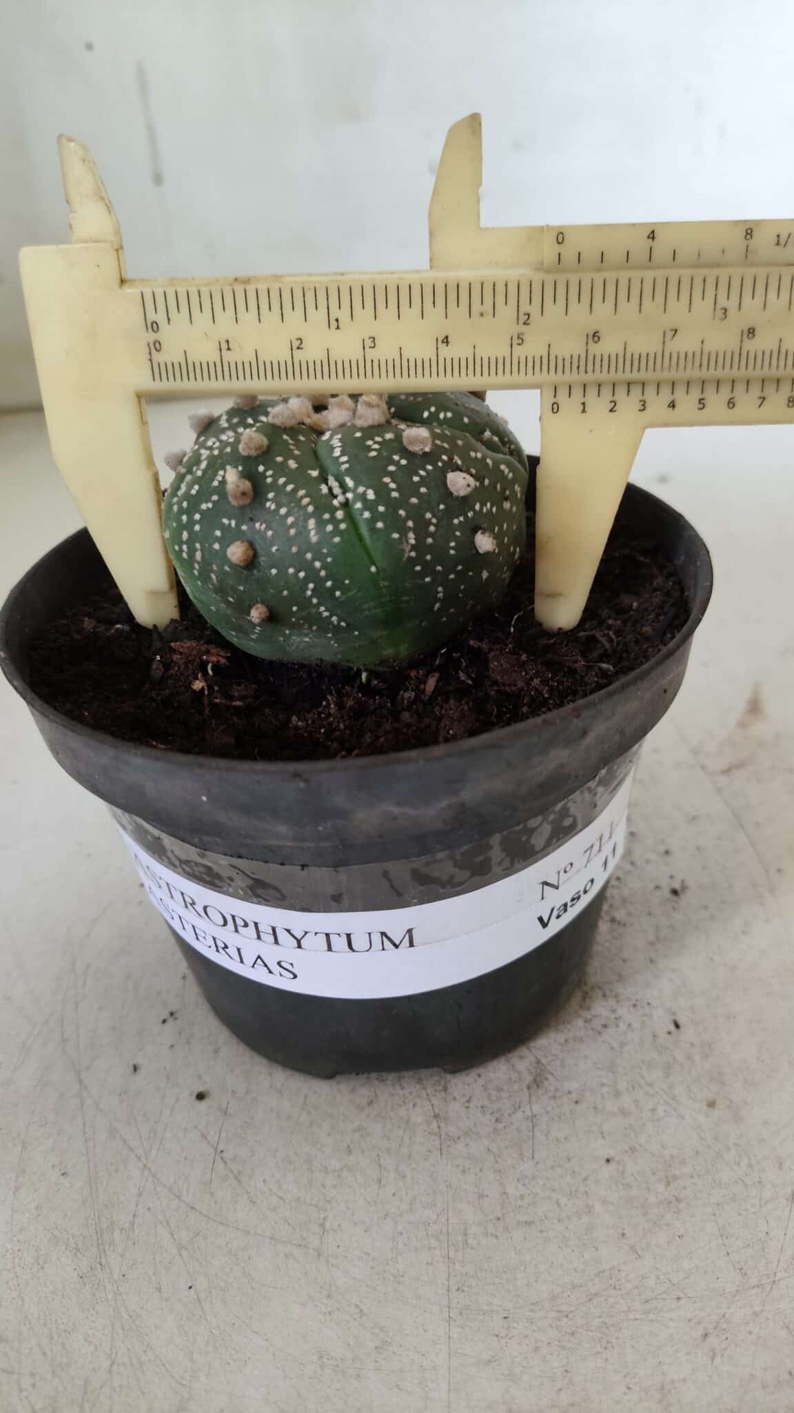 ASTROPHYTUM ASTERIAS  Nº 711 – vaso 11