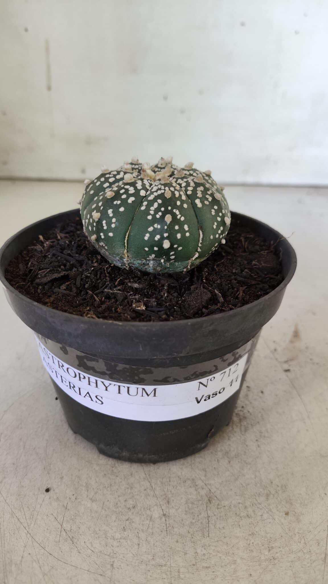 ASTROPHYTUM ASTERIAS  Nº 712 – vaso 11 - foto 4
