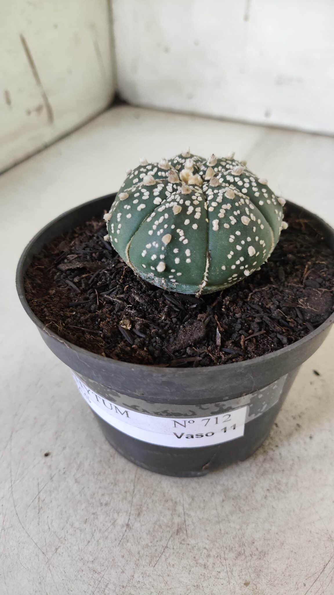 ASTROPHYTUM ASTERIAS  Nº 712 – vaso 11 - foto 11