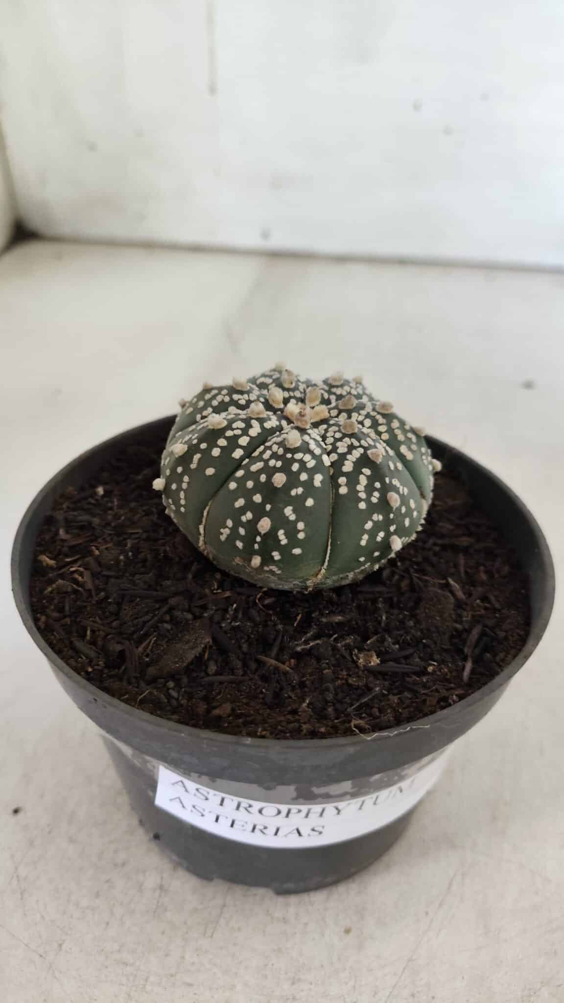 ASTROPHYTUM ASTERIAS  Nº 712 – vaso 11 - foto 10