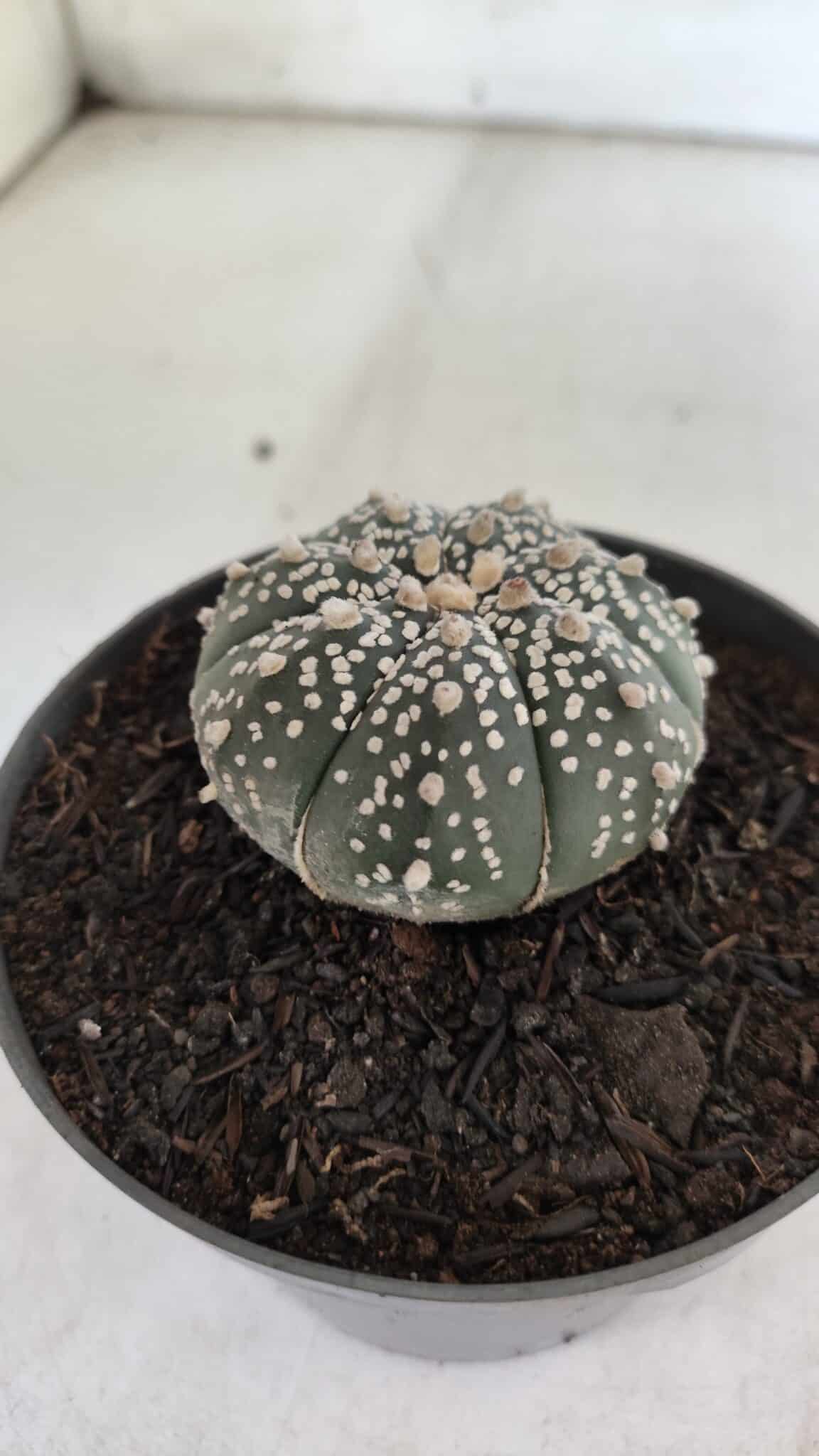 ASTROPHYTUM ASTERIAS  Nº 712 – vaso 11 - foto 9
