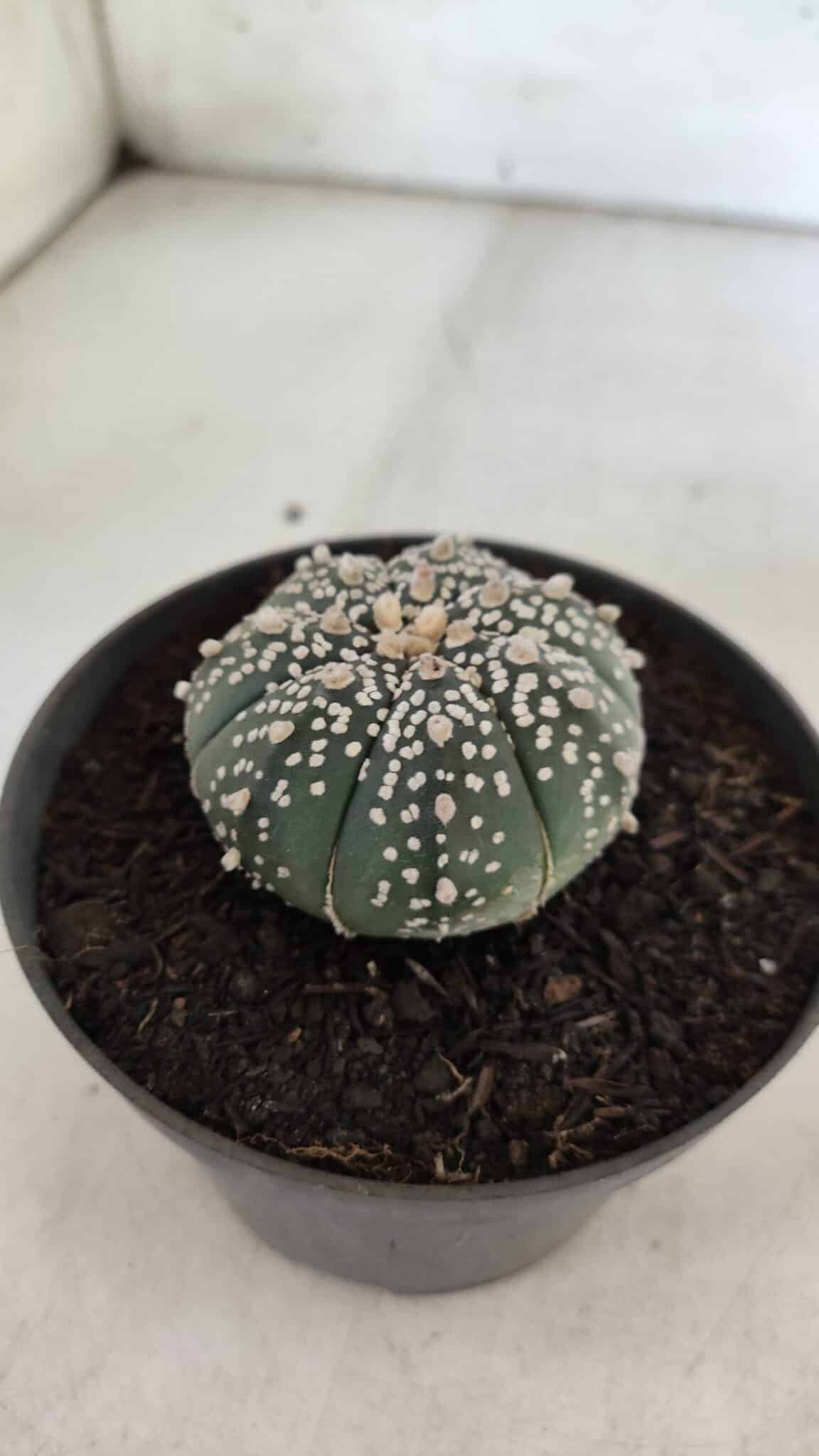ASTROPHYTUM ASTERIAS  Nº 712 – vaso 11 - foto 8