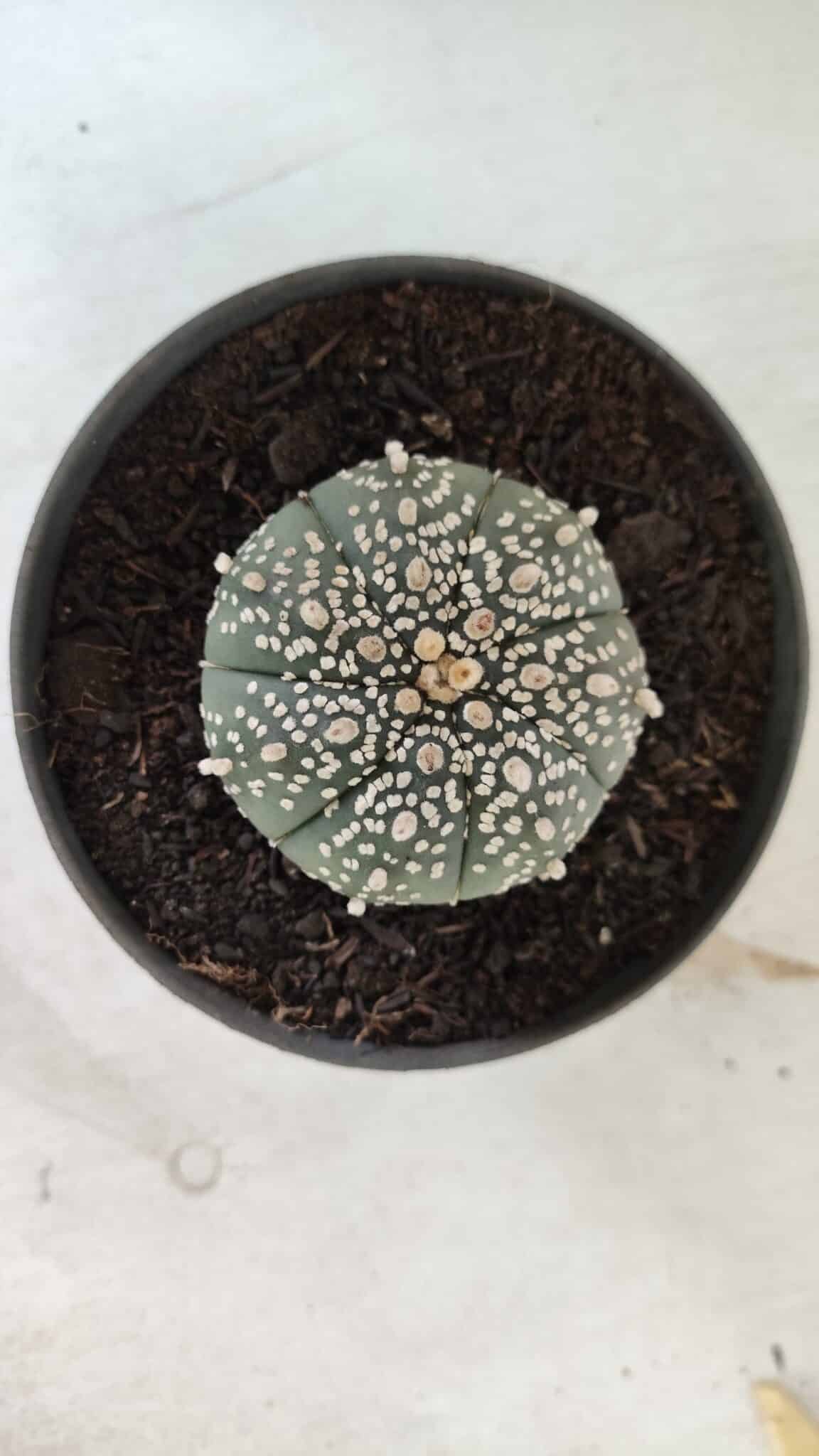 ASTROPHYTUM ASTERIAS  Nº 712 – vaso 11 - foto 5