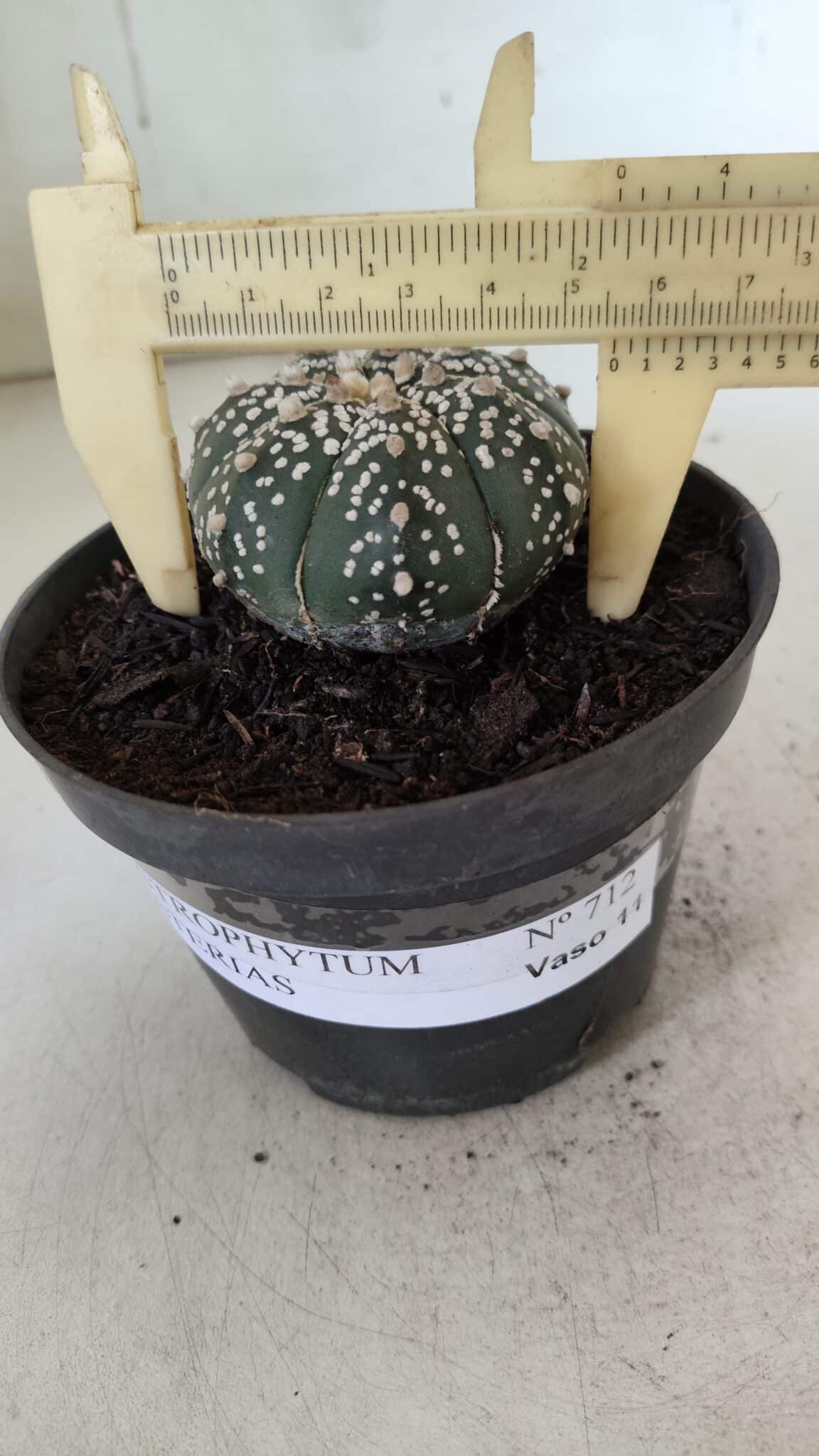 ASTROPHYTUM ASTERIAS  Nº 712 – vaso 11 - foto 6
