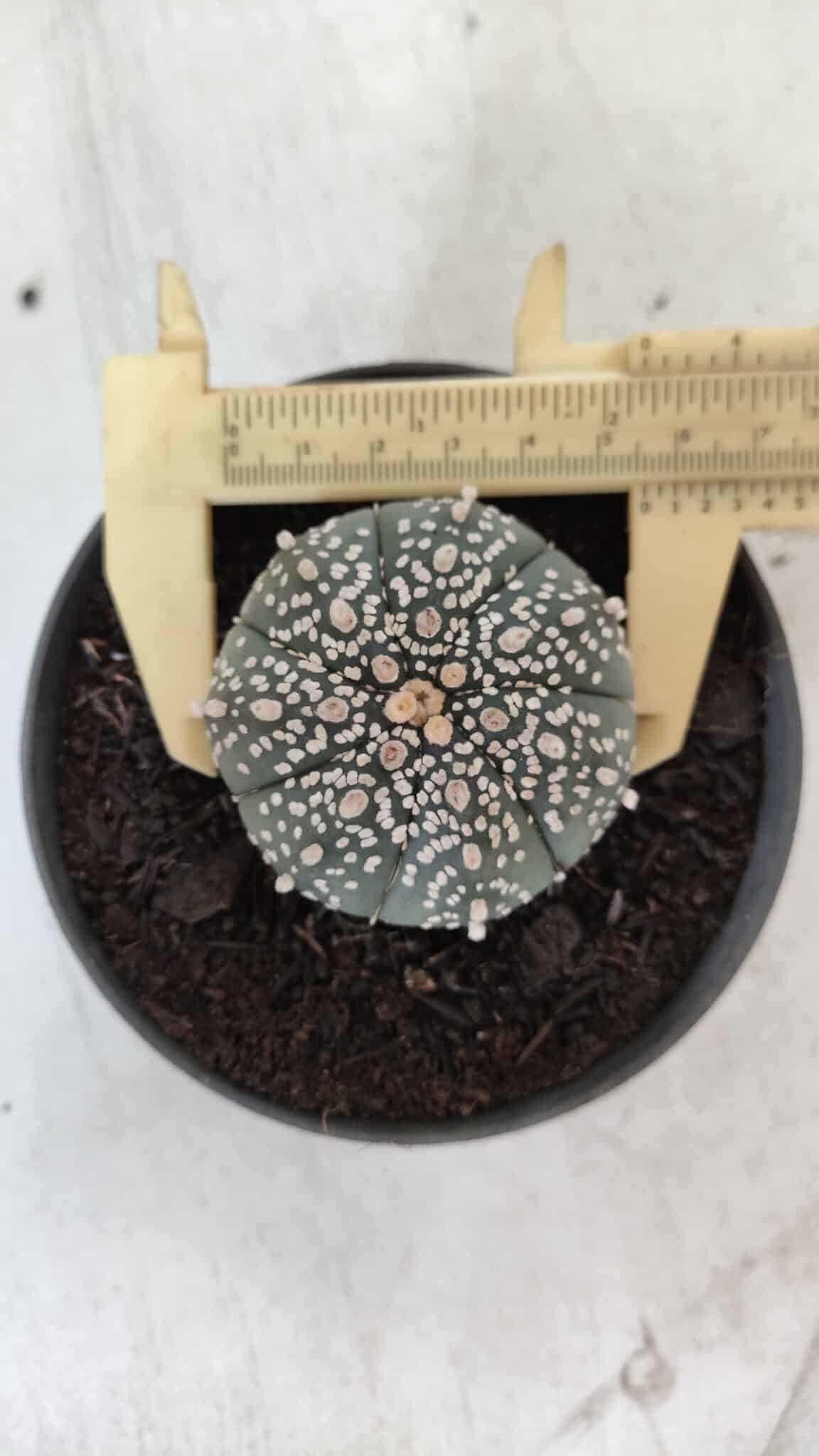 ASTROPHYTUM ASTERIAS  Nº 712 – vaso 11 - foto 7
