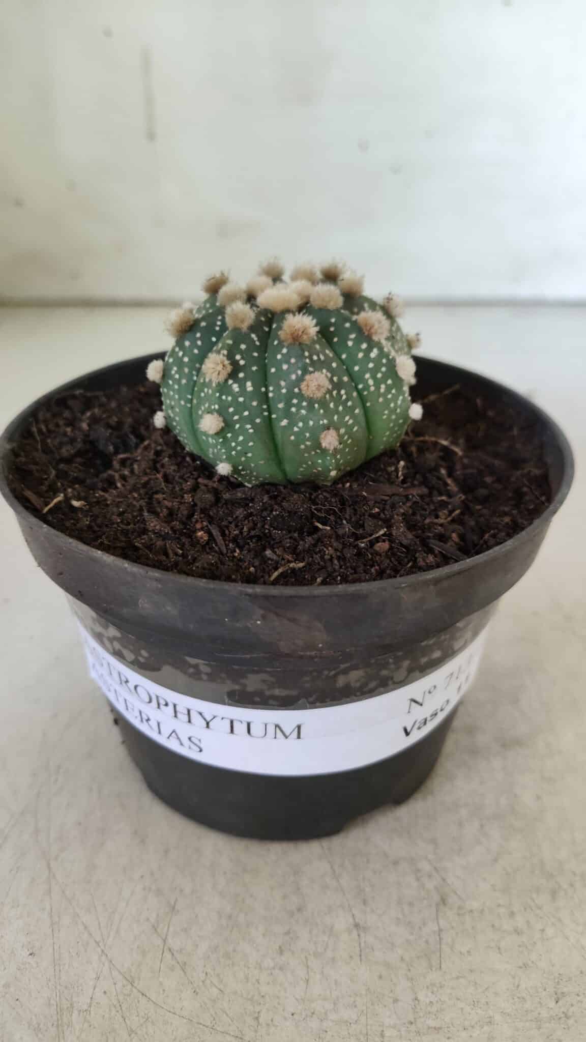 ASTROPHYTUM ASTERIAS  Nº 713 – vaso 11