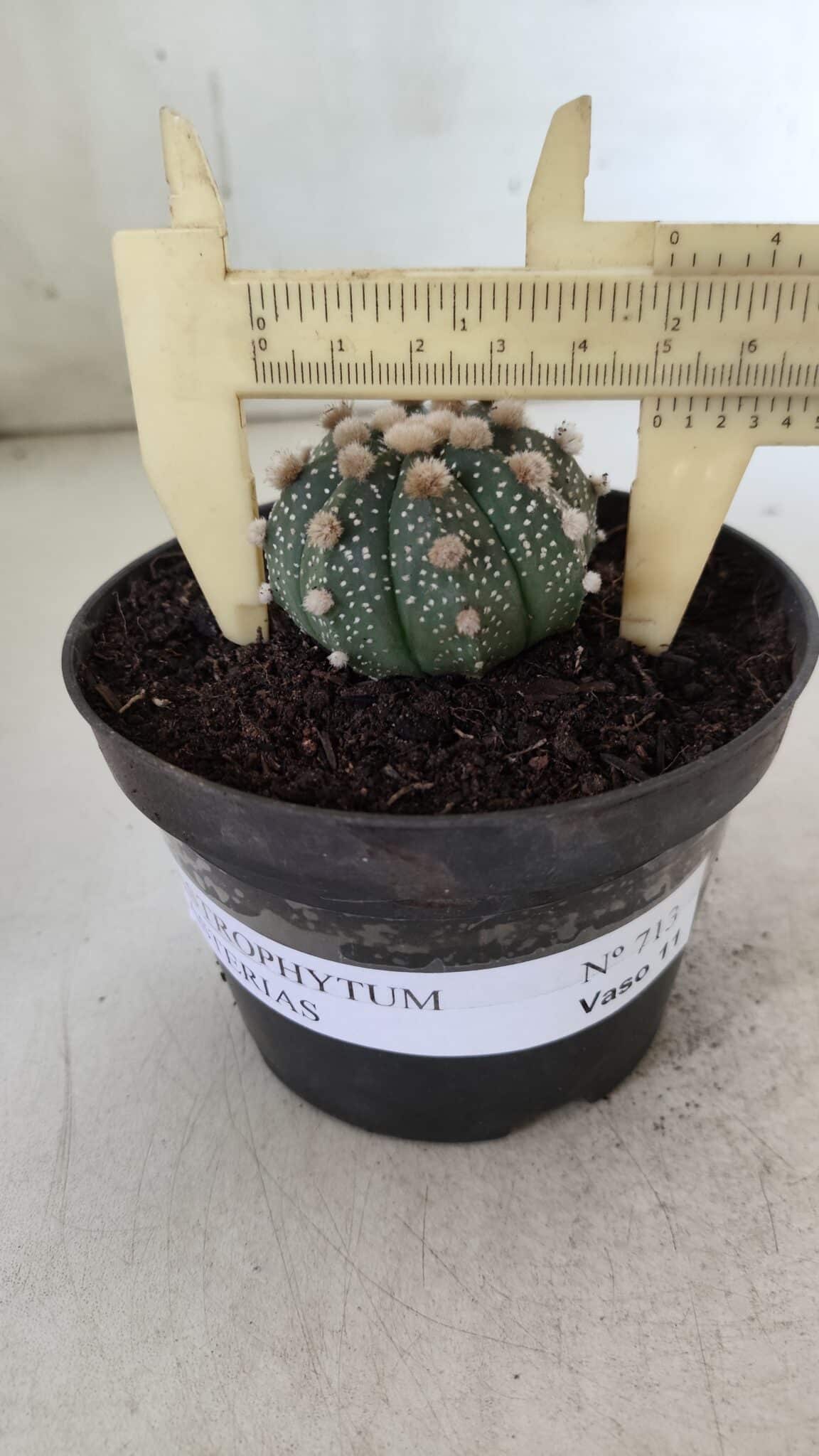 ASTROPHYTUM ASTERIAS  Nº 713 – vaso 11
