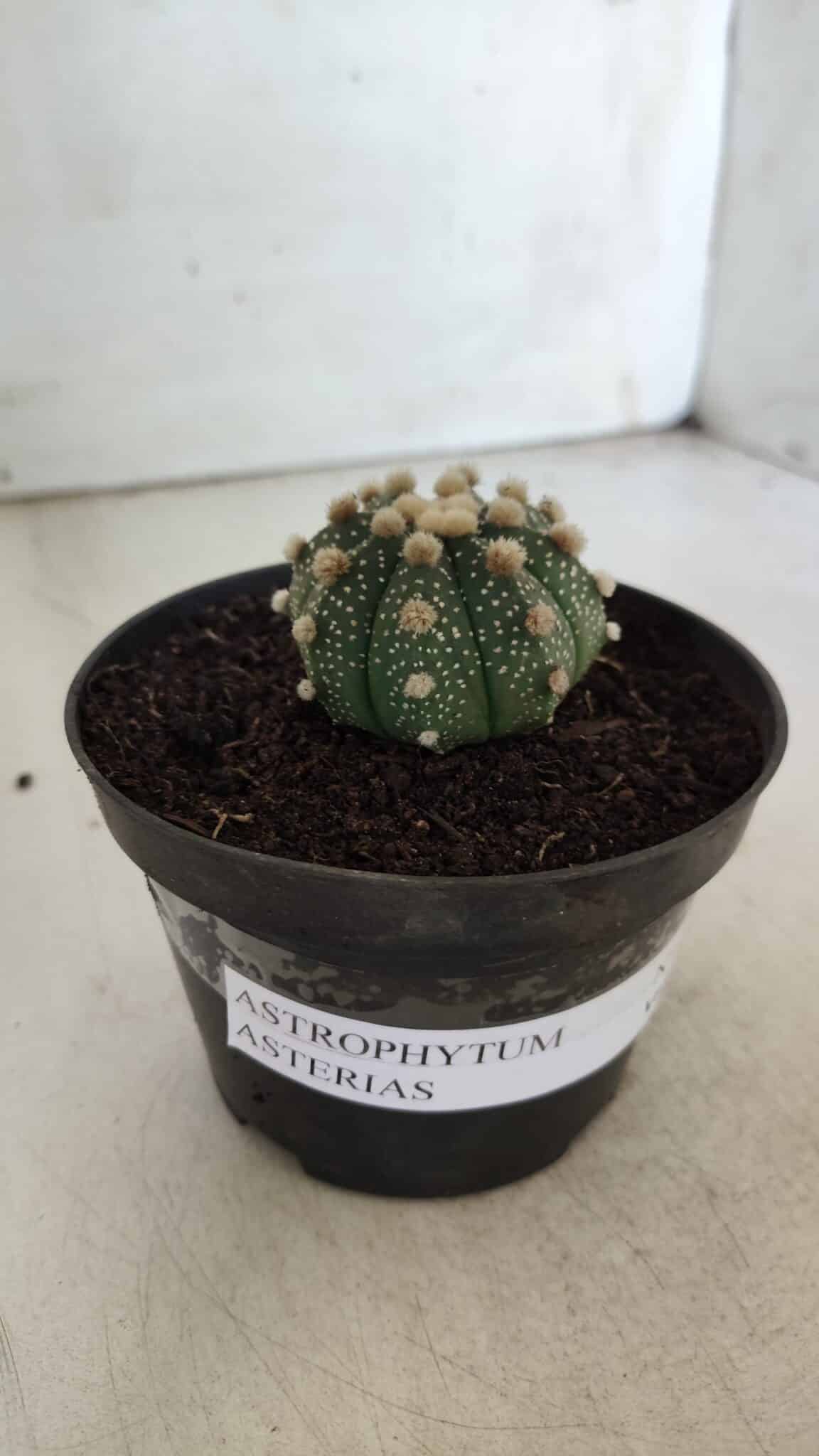 ASTROPHYTUM ASTERIAS  Nº 713 – vaso 11