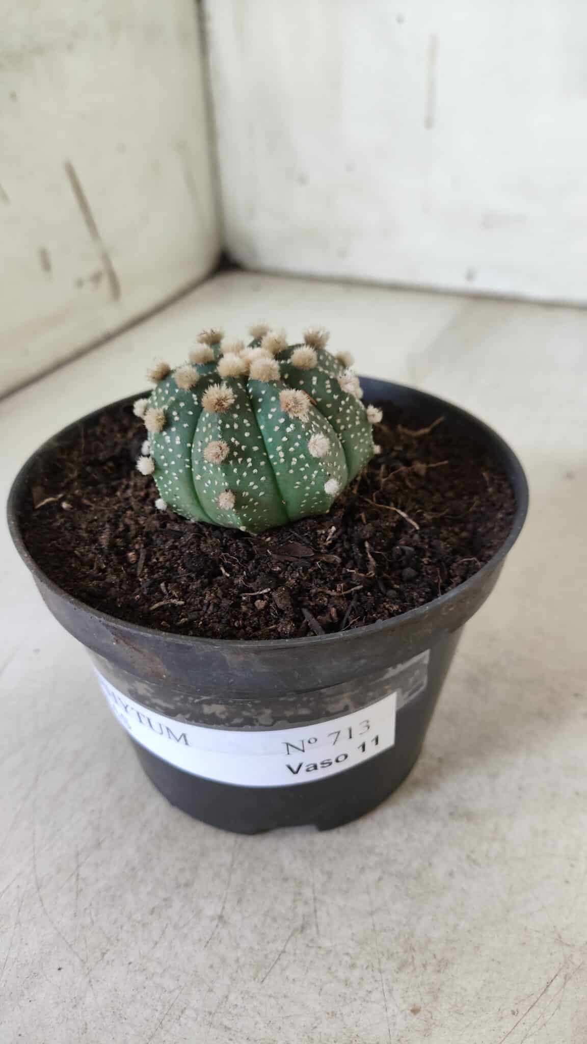 ASTROPHYTUM ASTERIAS  Nº 713 – vaso 11