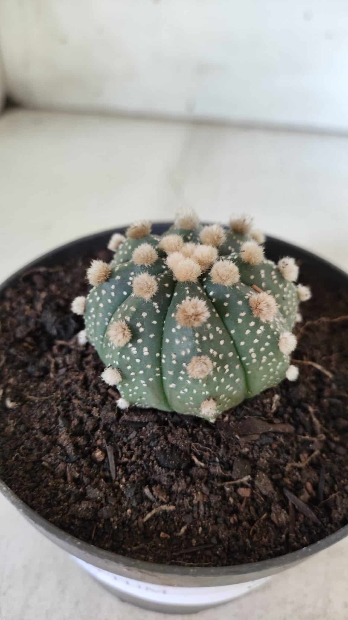 ASTROPHYTUM ASTERIAS  Nº 713 – vaso 11
