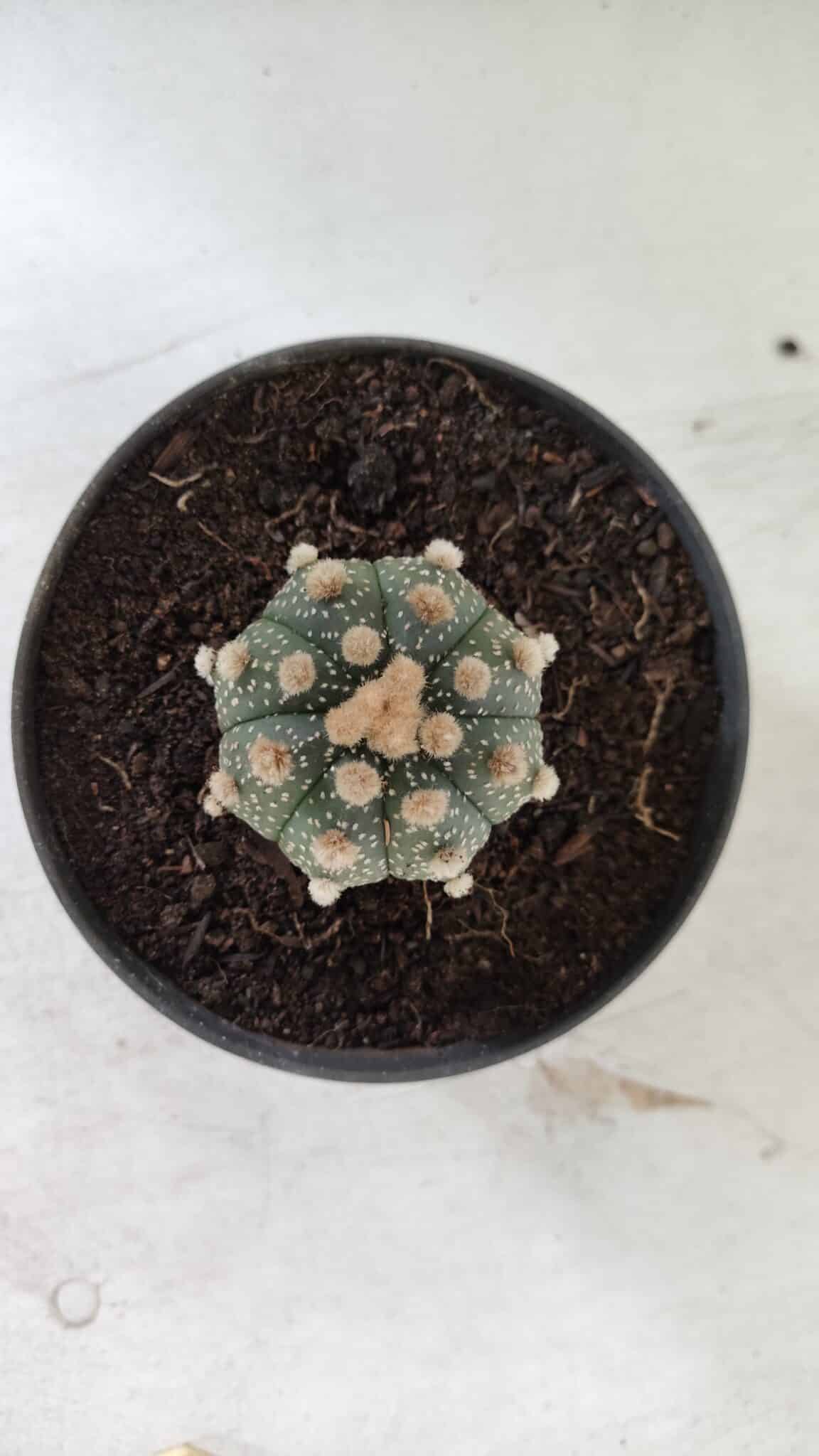 ASTROPHYTUM ASTERIAS  Nº 713 – vaso 11