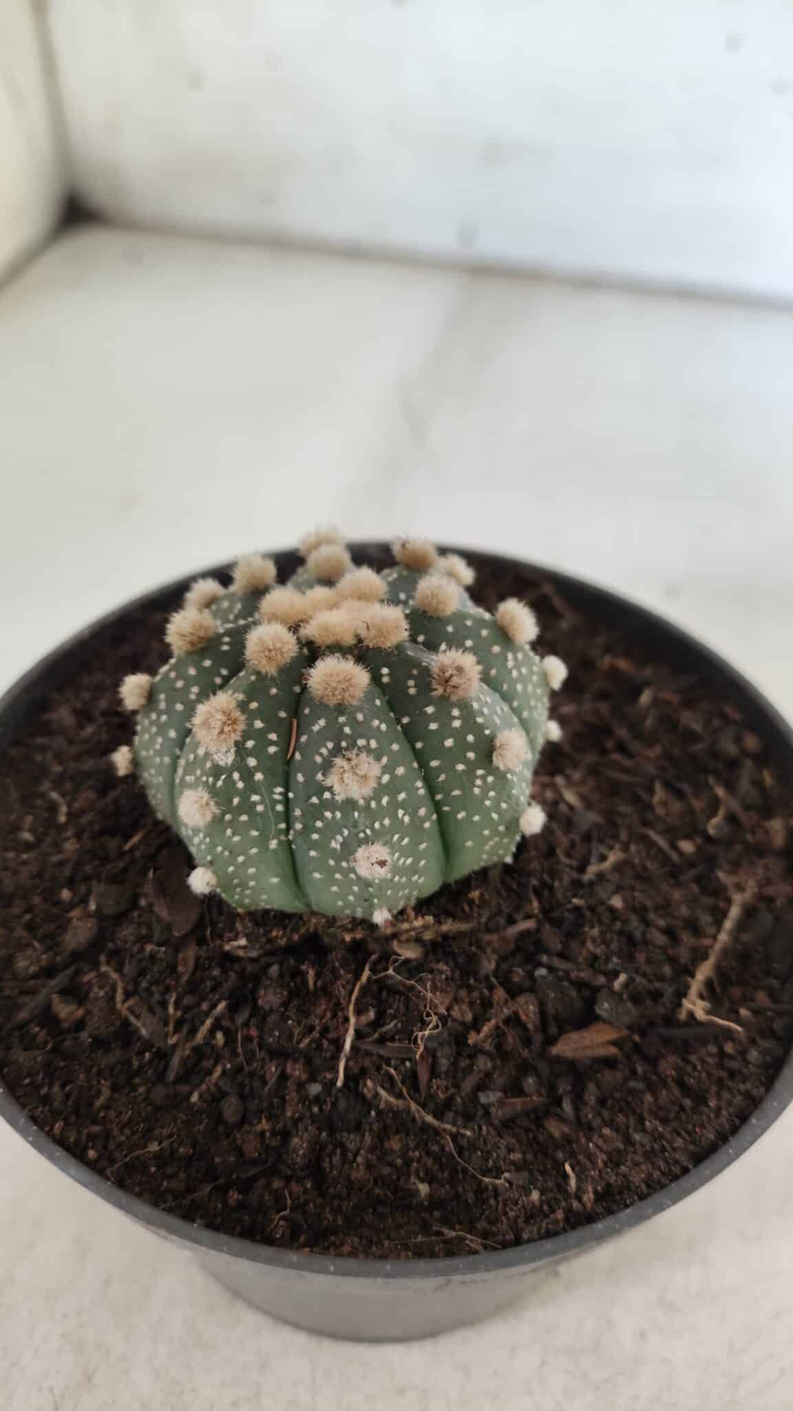 ASTROPHYTUM ASTERIAS  Nº 713 – vaso 11