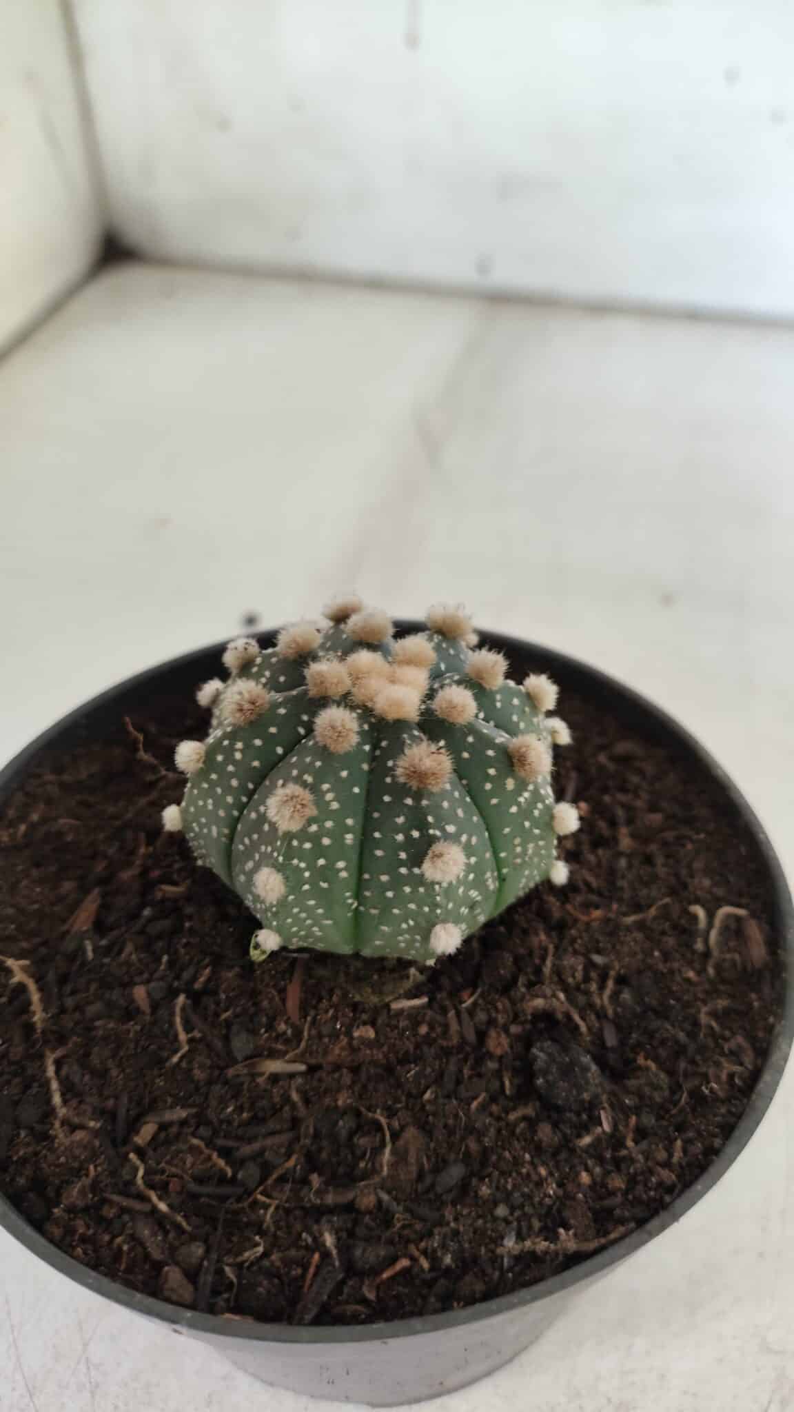 ASTROPHYTUM ASTERIAS  Nº 713 – vaso 11