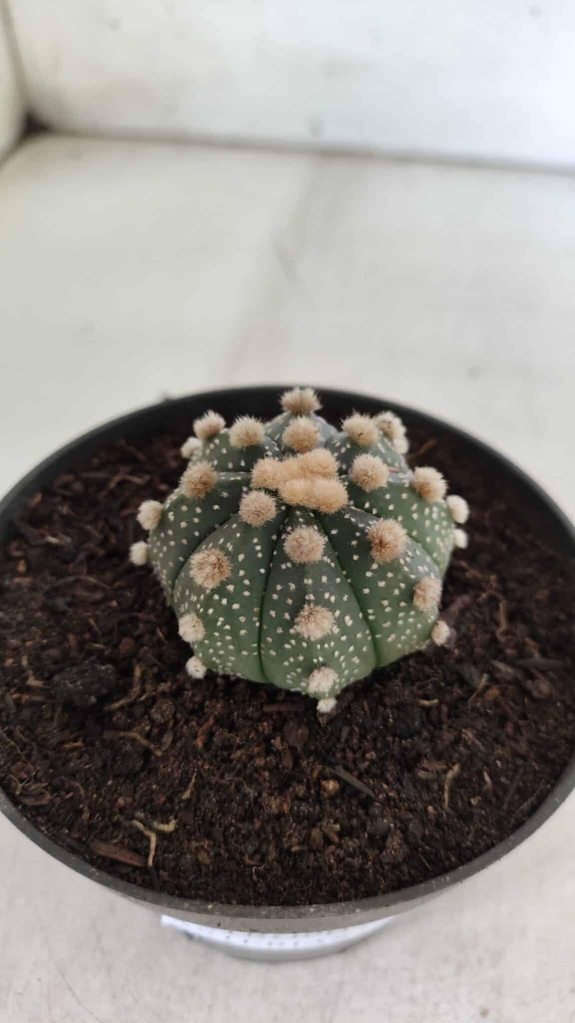 ASTROPHYTUM ASTERIAS  Nº 713 – vaso 11