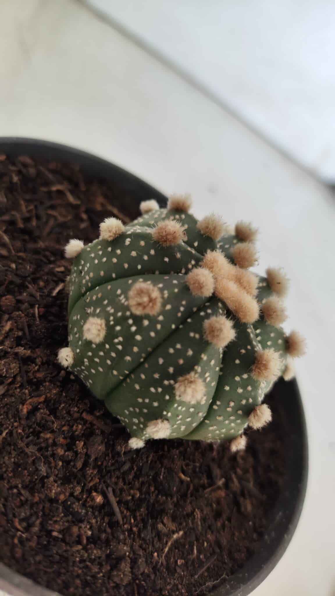 ASTROPHYTUM ASTERIAS  Nº 713 – vaso 11