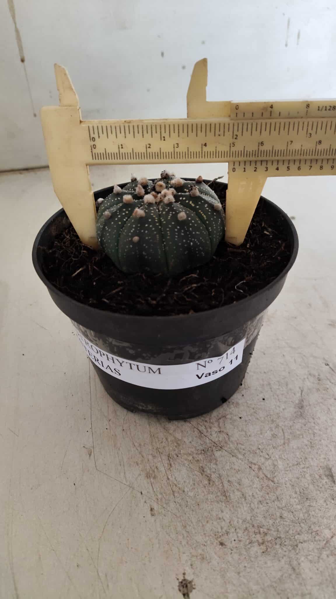 ASTROPHYTUM ASTERIAS  Nº 714 – vaso 11