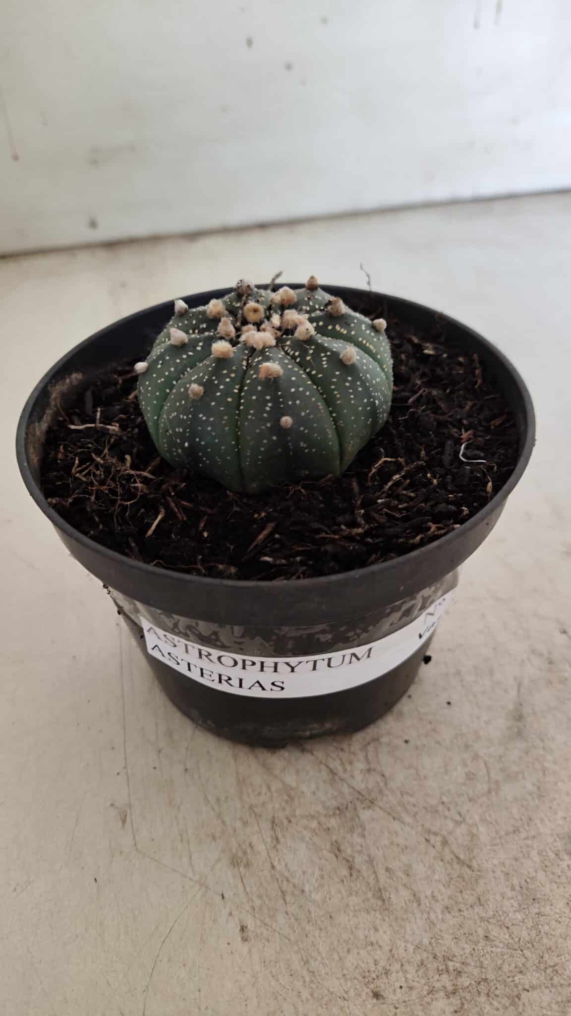 ASTROPHYTUM ASTERIAS  Nº 714 – vaso 11