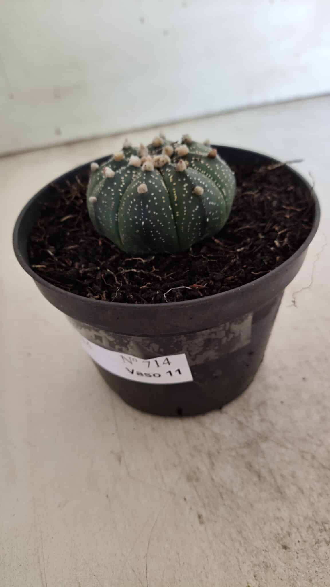 ASTROPHYTUM ASTERIAS  Nº 714 – vaso 11