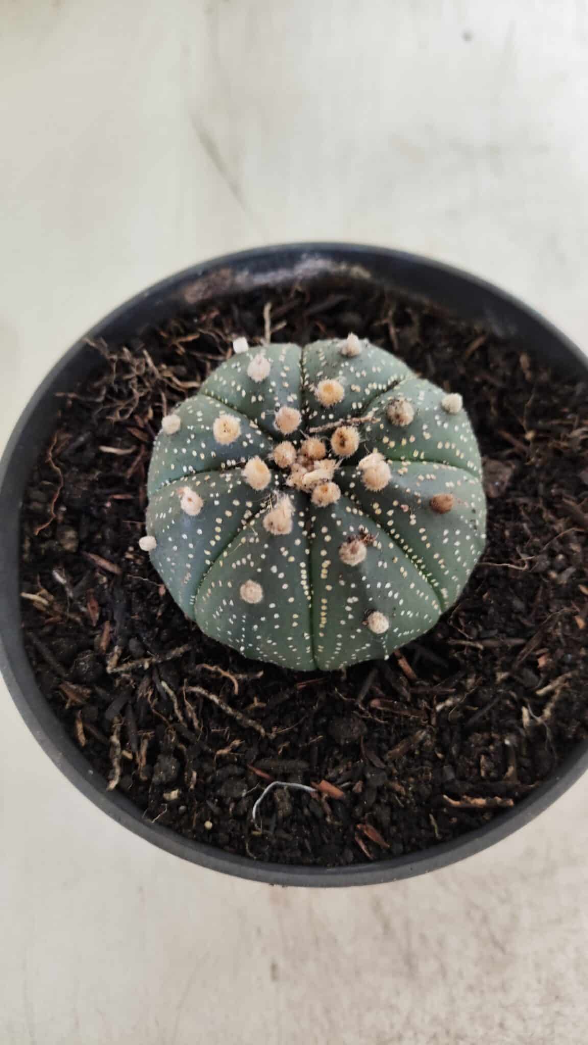 ASTROPHYTUM ASTERIAS  Nº 714 – vaso 11