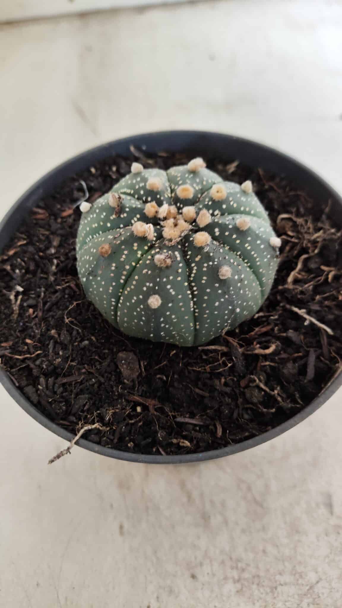 ASTROPHYTUM ASTERIAS  Nº 714 – vaso 11
