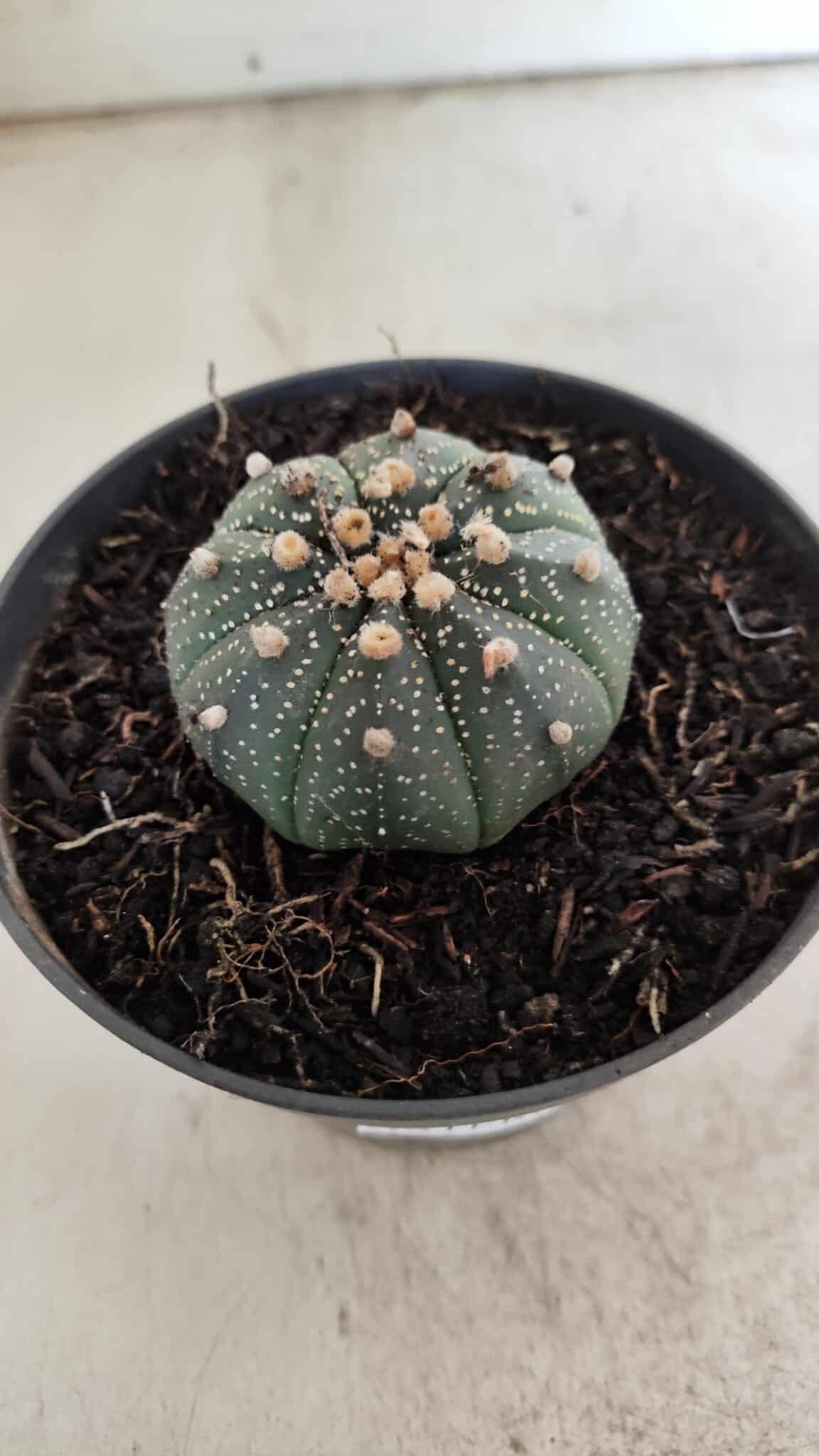 ASTROPHYTUM ASTERIAS  Nº 714 – vaso 11