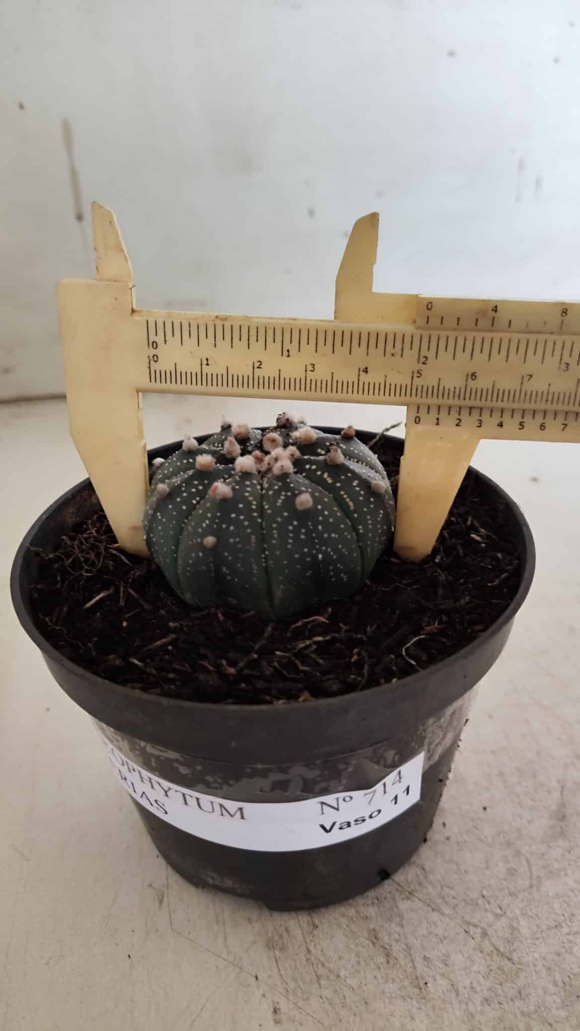 ASTROPHYTUM ASTERIAS  Nº 714 – vaso 11
