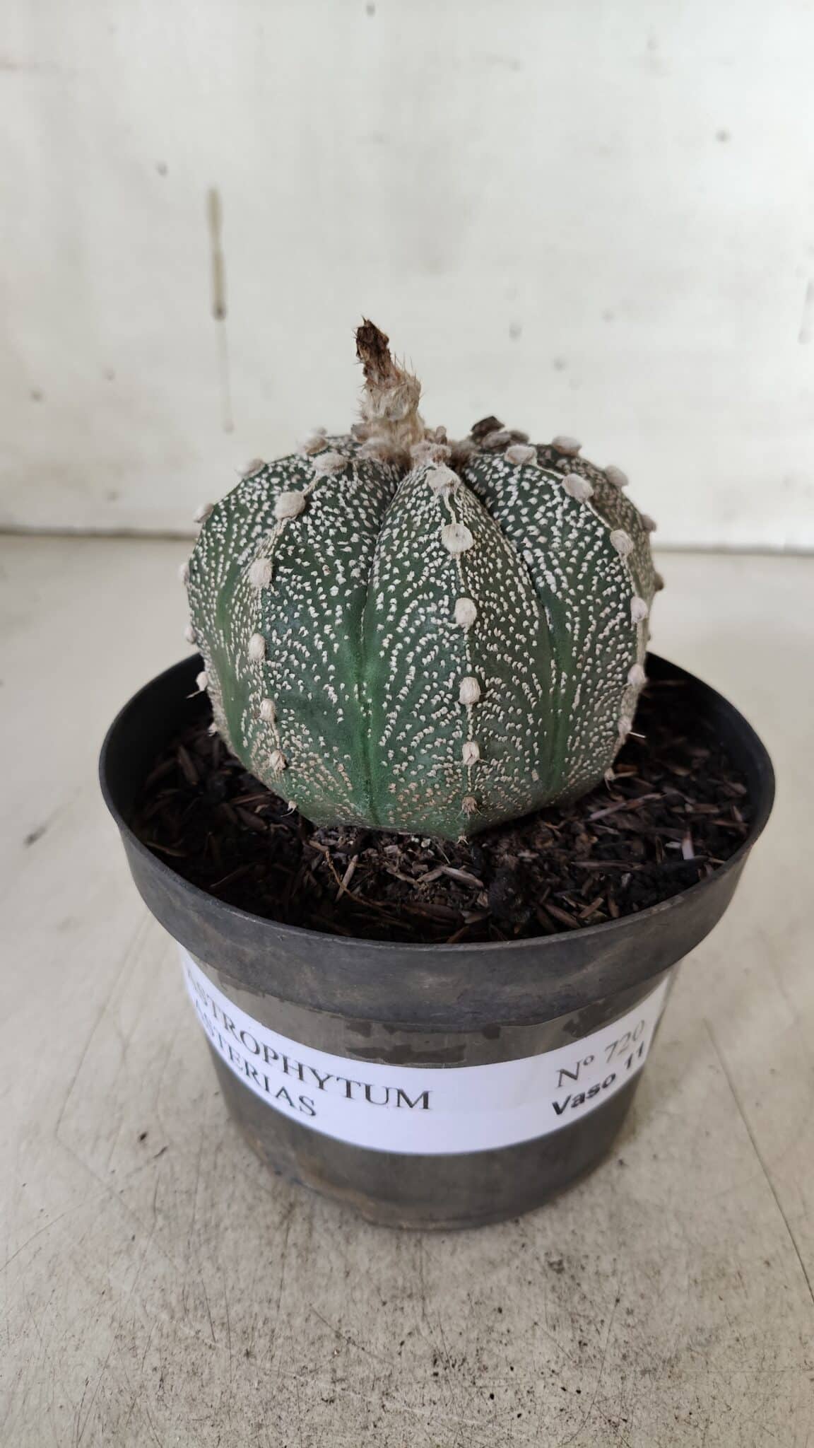 ASTROPHYTUM ASTERIAS  Nº 720 – vaso 11