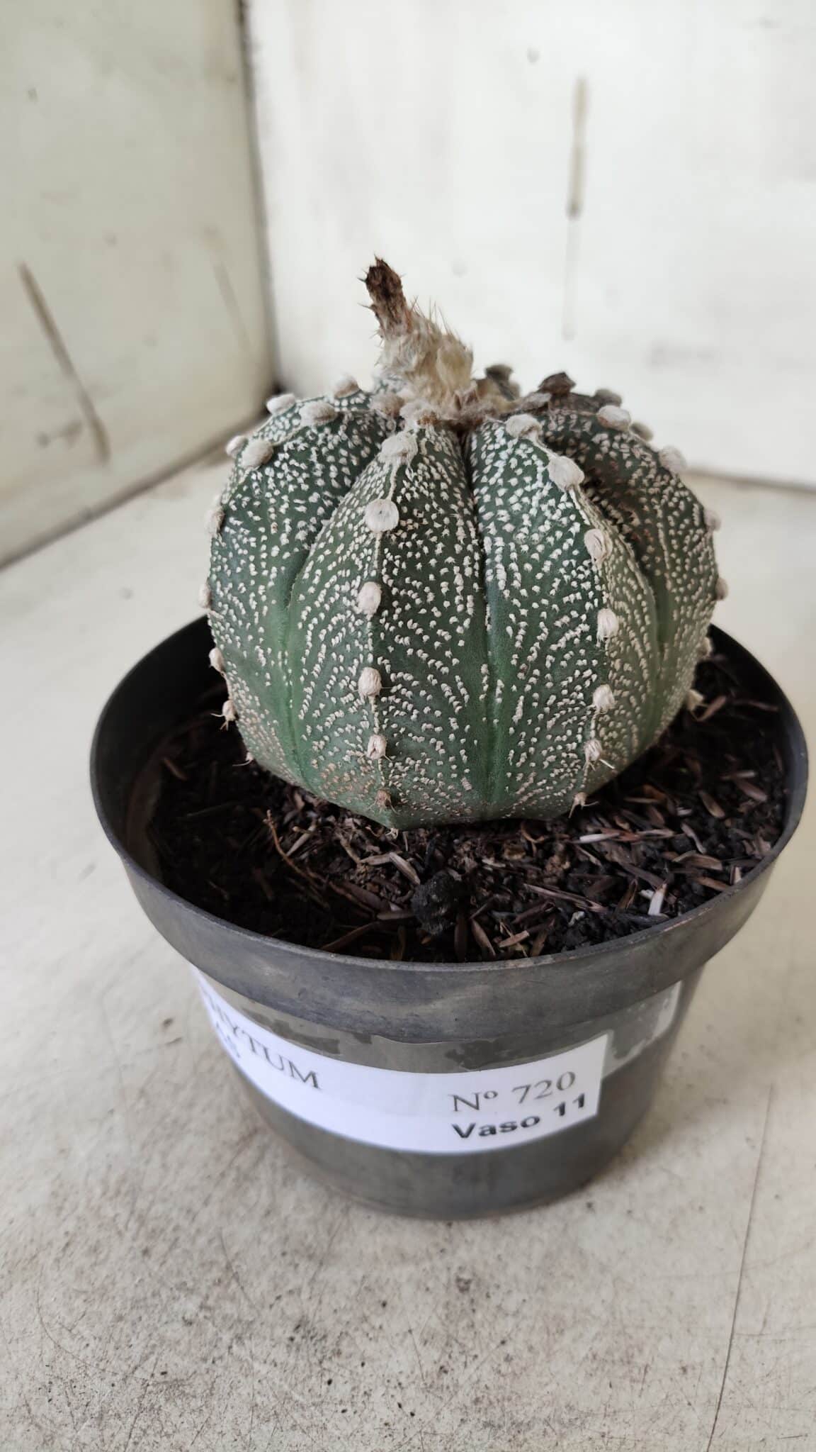 ASTROPHYTUM ASTERIAS  Nº 720 – vaso 11