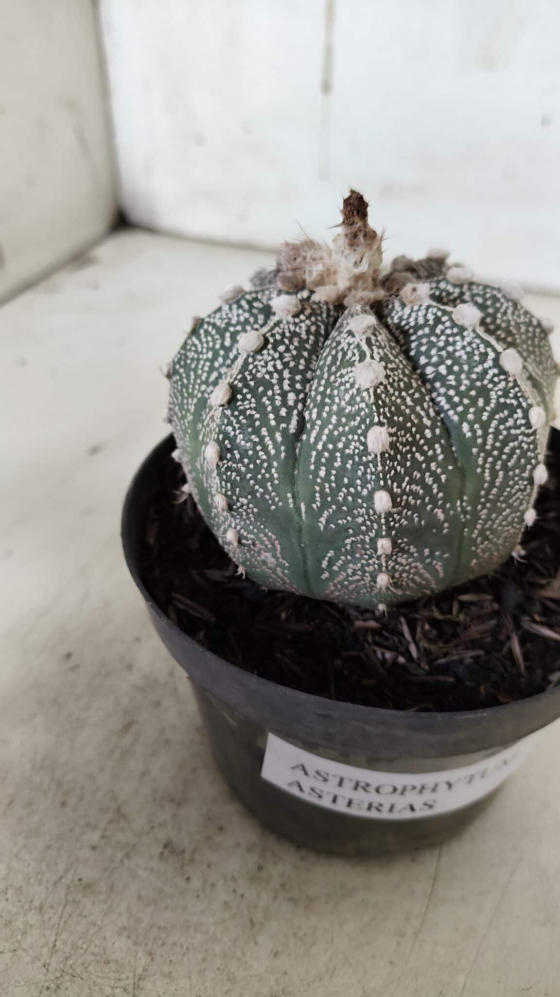 ASTROPHYTUM ASTERIAS  Nº 720 – vaso 11