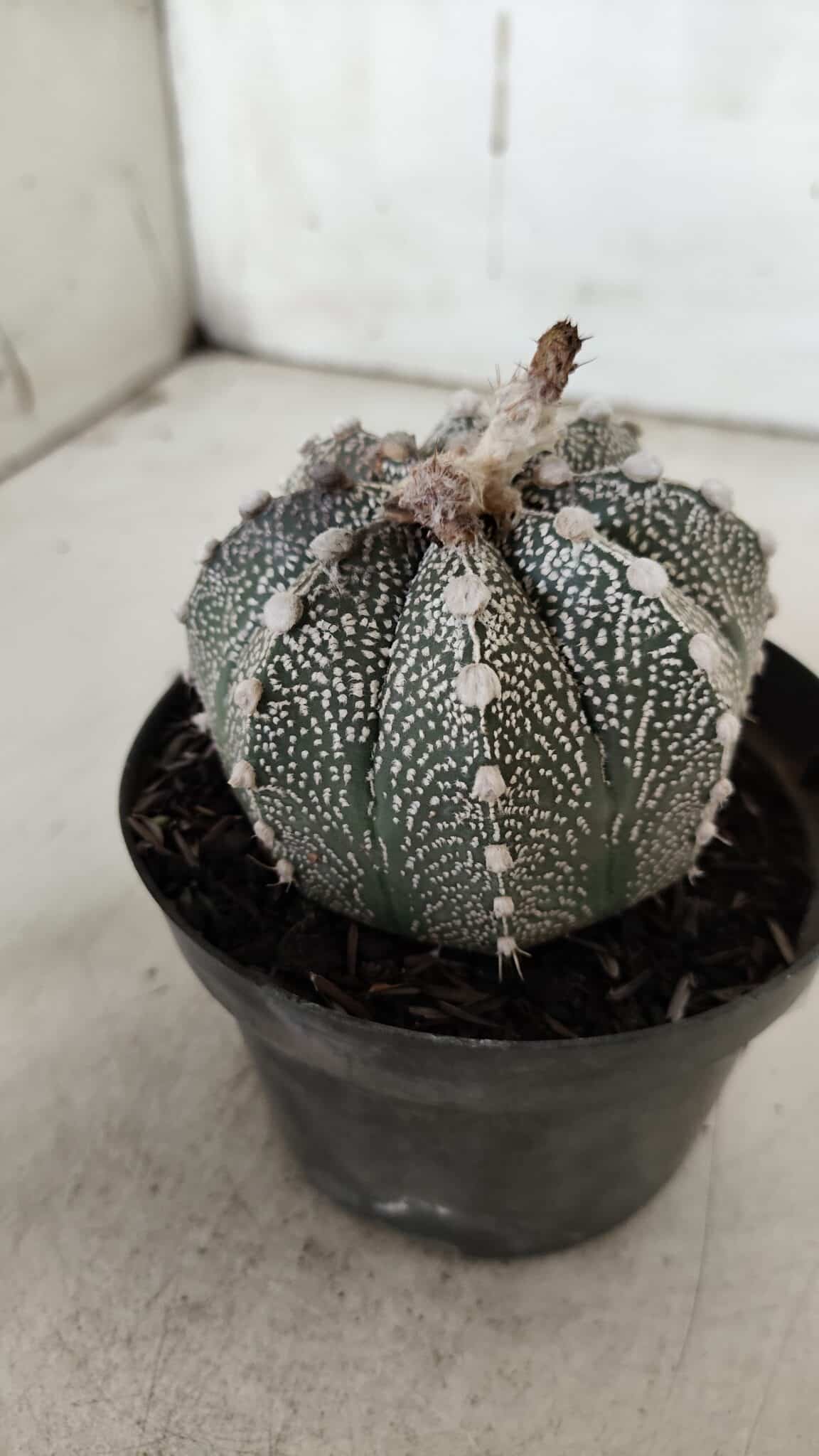ASTROPHYTUM ASTERIAS  Nº 720 – vaso 11