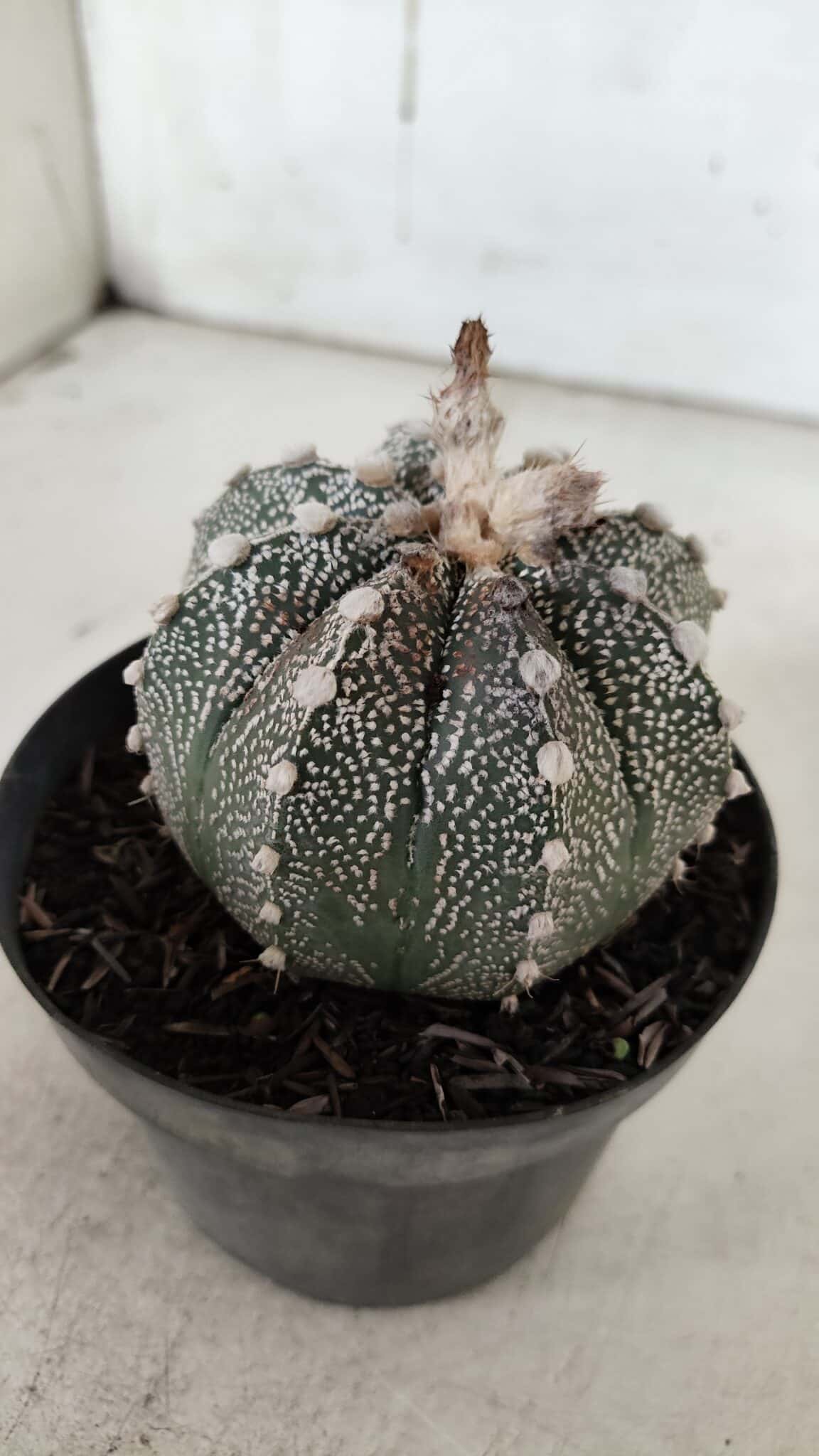 ASTROPHYTUM ASTERIAS  Nº 720 – vaso 11