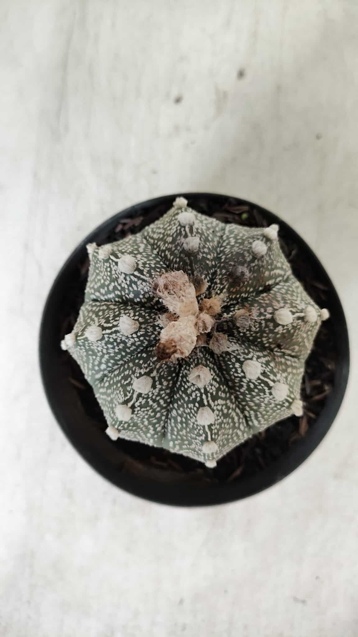 ASTROPHYTUM ASTERIAS  Nº 720 – vaso 11