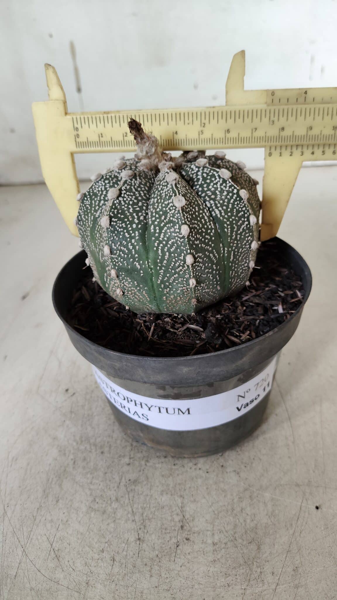 ASTROPHYTUM ASTERIAS  Nº 720 – vaso 11