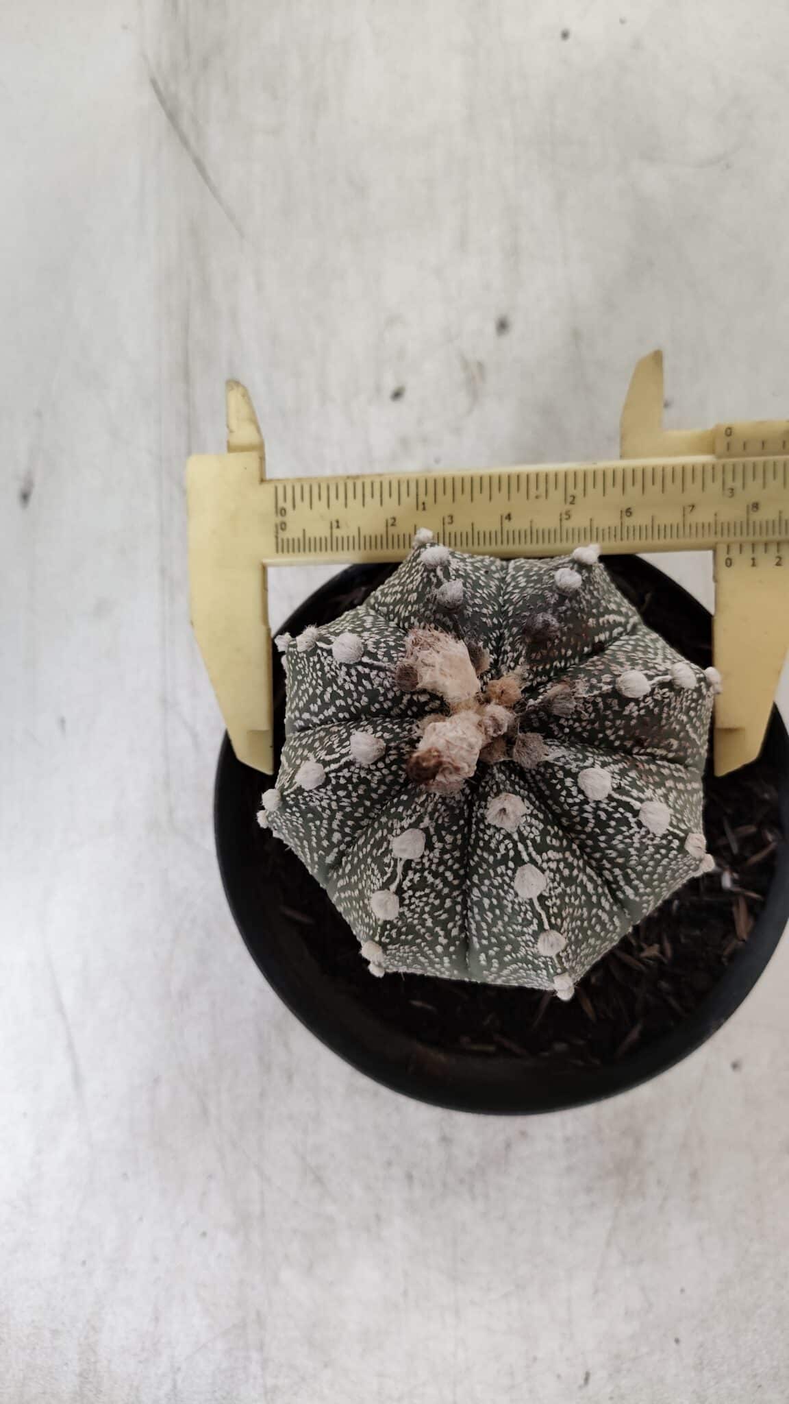 ASTROPHYTUM ASTERIAS  Nº 720 – vaso 11