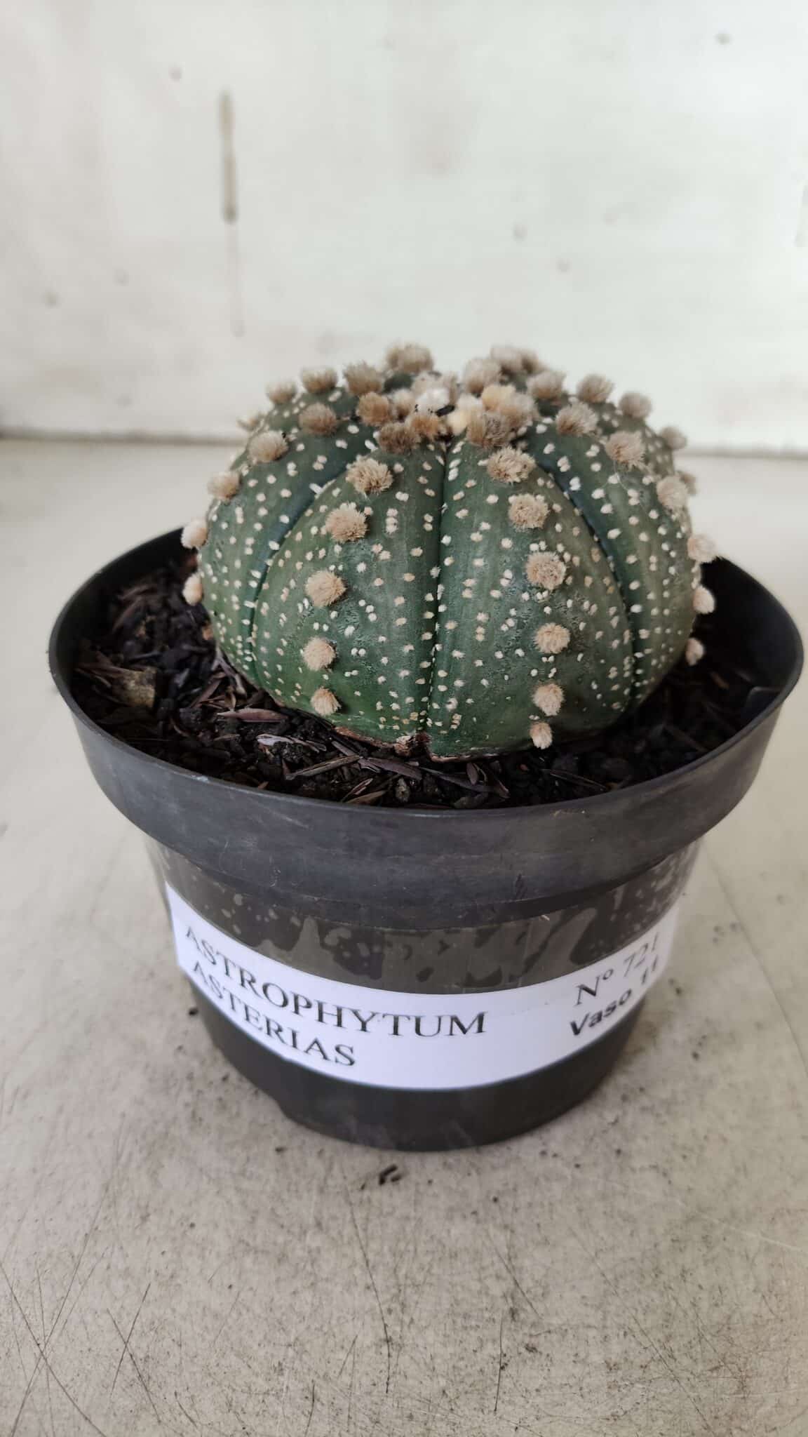 ASTROPHYTUM ASTERIAS  Nº 721 – vaso 11