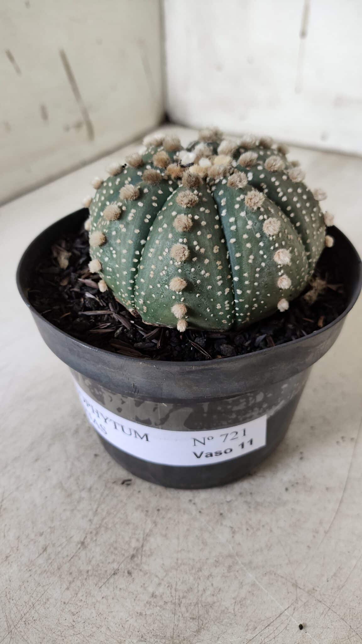 ASTROPHYTUM ASTERIAS  Nº 721 – vaso 11
