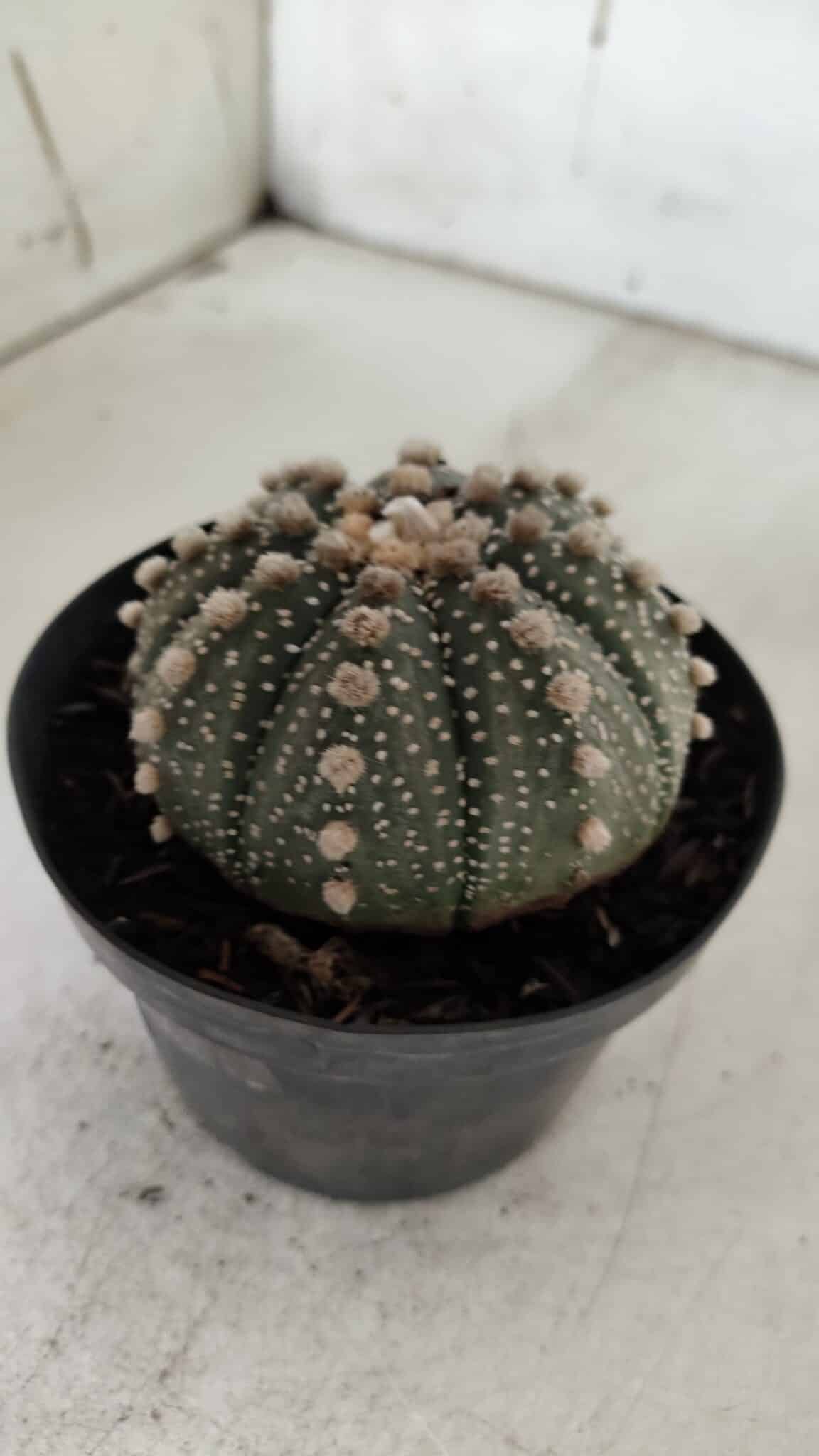 ASTROPHYTUM ASTERIAS  Nº 721 – vaso 11
