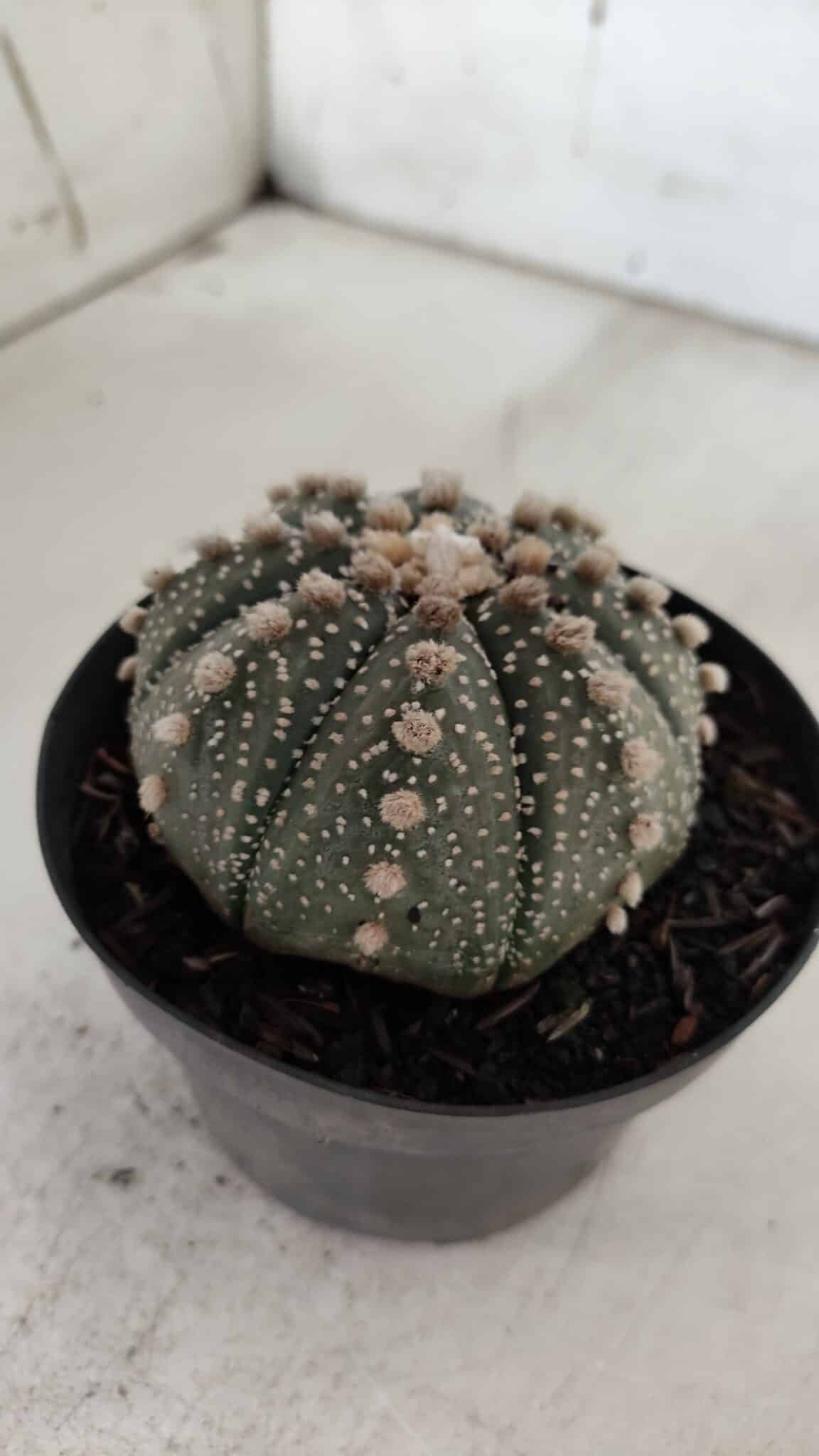 ASTROPHYTUM ASTERIAS  Nº 721 – vaso 11