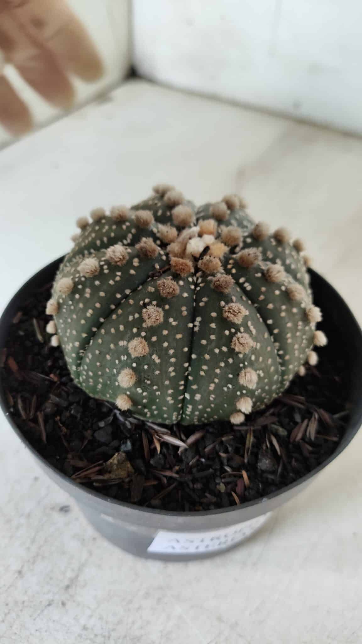 ASTROPHYTUM ASTERIAS  Nº 721 – vaso 11