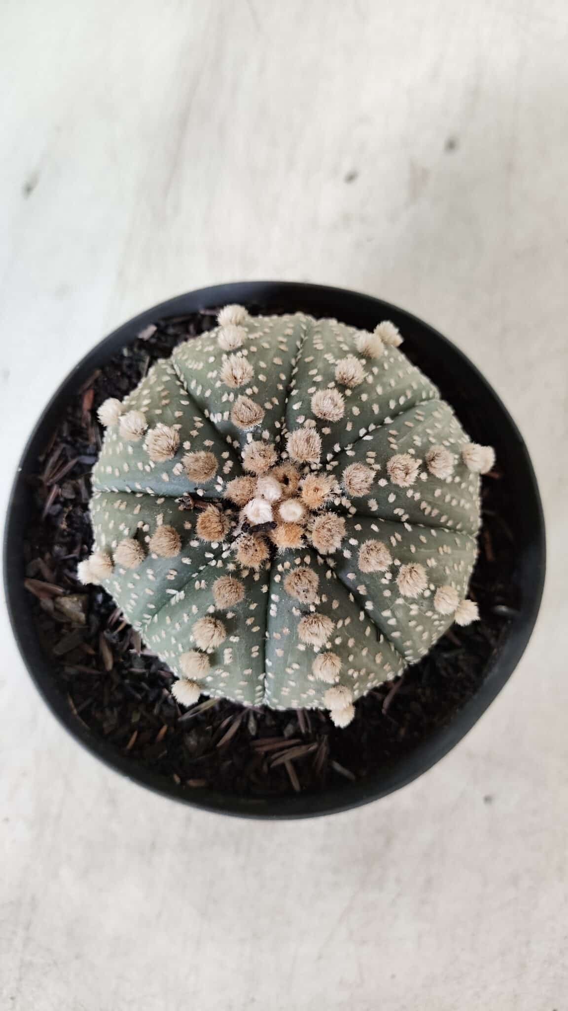 ASTROPHYTUM ASTERIAS  Nº 721 – vaso 11