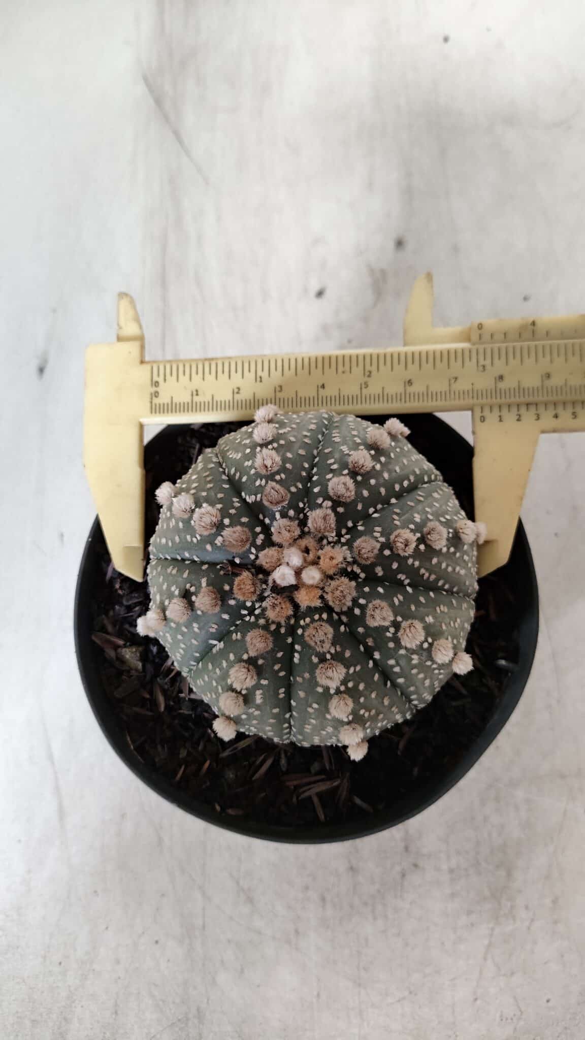 ASTROPHYTUM ASTERIAS  Nº 721 – vaso 11