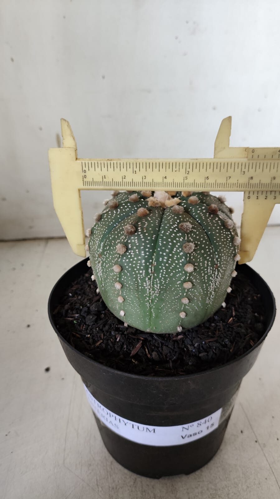 ASTROPHYTUM ASTERIAS  Nº 840 – vaso 15